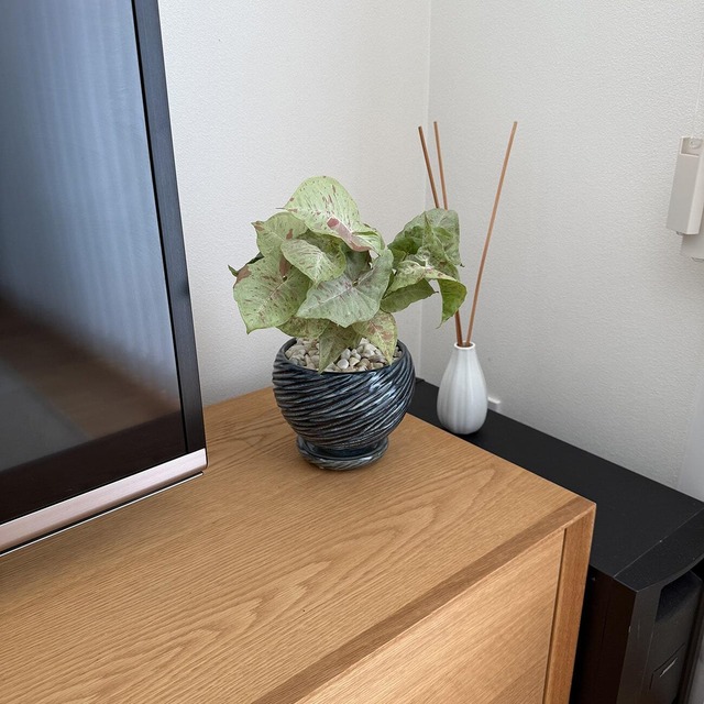 シンゴニウム・ミルクコンフェッティ