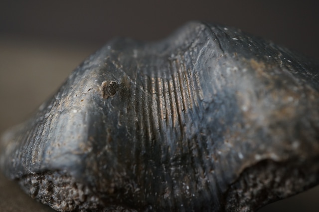 ベルギー産腕足類化石 Cyrtospirifer verneuili 1957