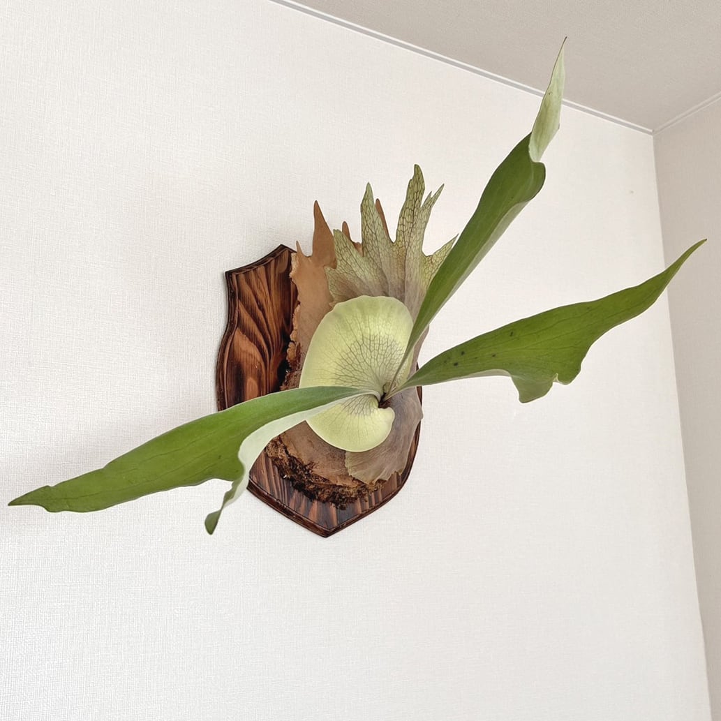 ビカクシダ ネザーランド 板付 【観葉植物 室内 コウモリラン