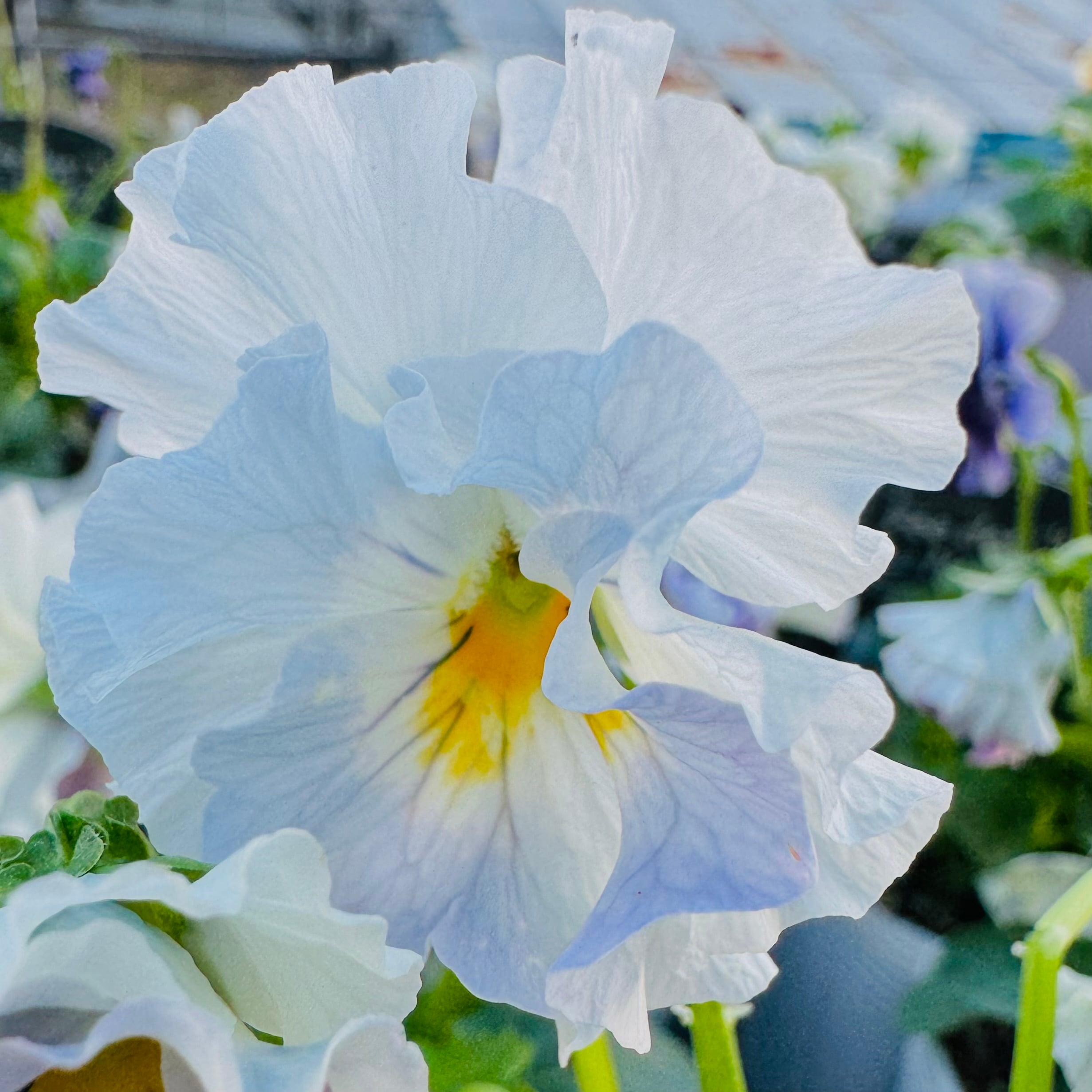 R*U様 桂風園✳︎パンジーフェデネージュ金縁ブルービオラフリル