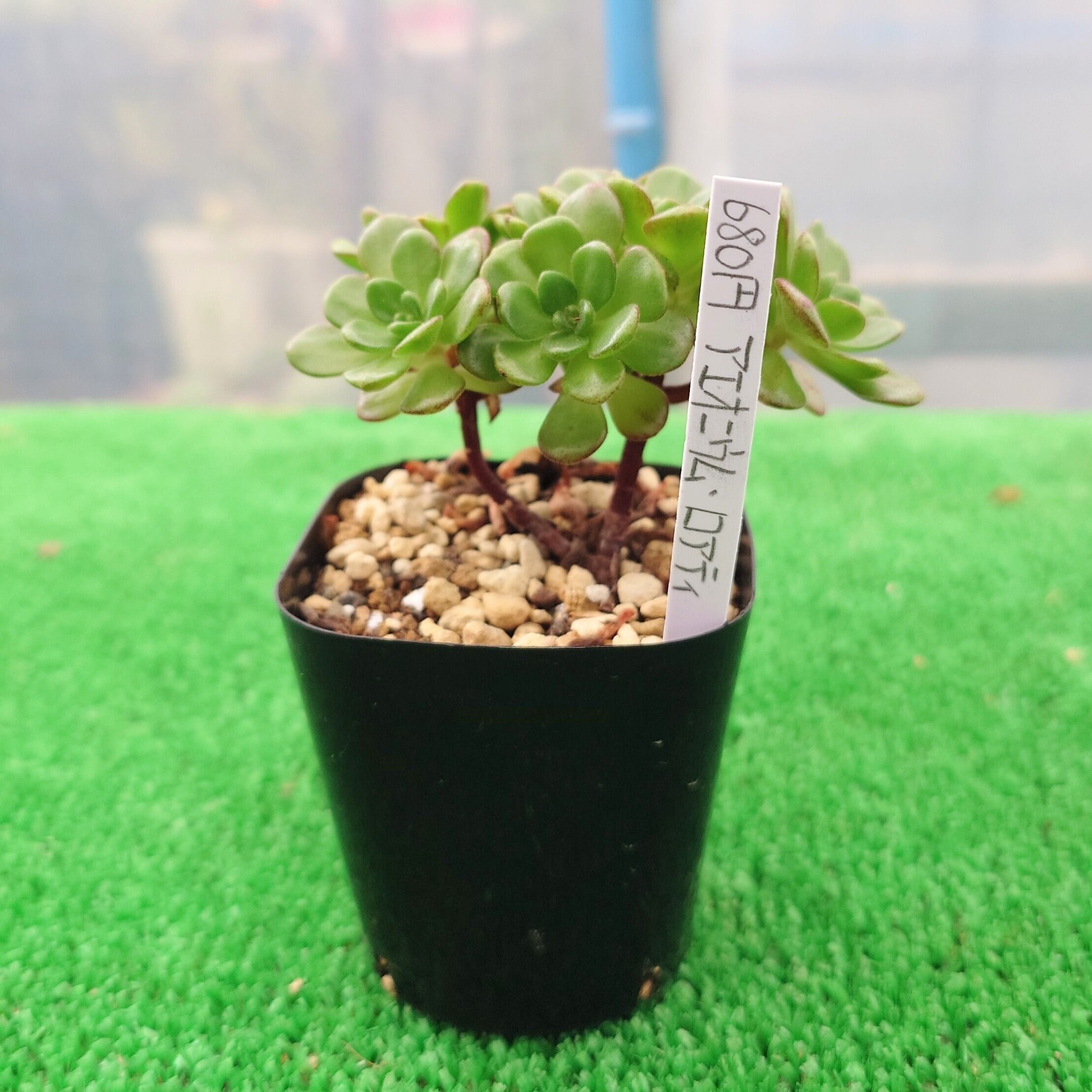 多肉植物 | ロゼッタ