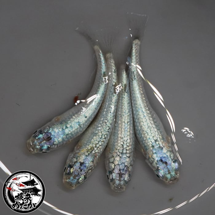 〖1ペア〗ネオンシュガーメダカ 成魚 2～3cm｜改良メダカ 人気品種 メダカ販売