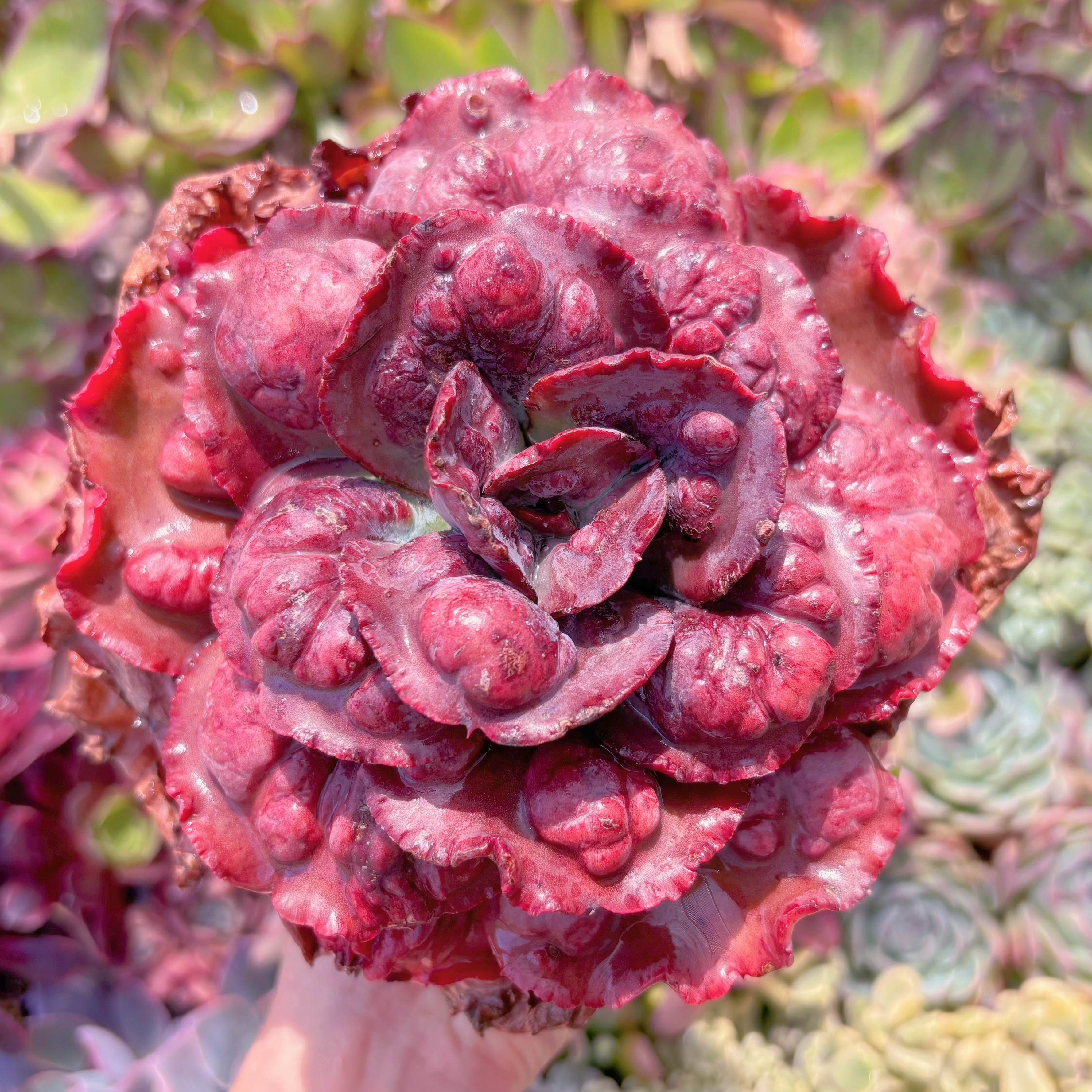 現品　cancan　x　Baron Bold#764 　大苗　るる農園