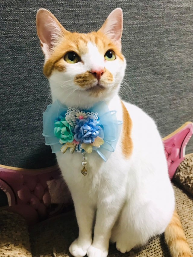 YOSEUE(寄せ植え)チョーカー】グランデサイズ 犬猫チョーカー リボン