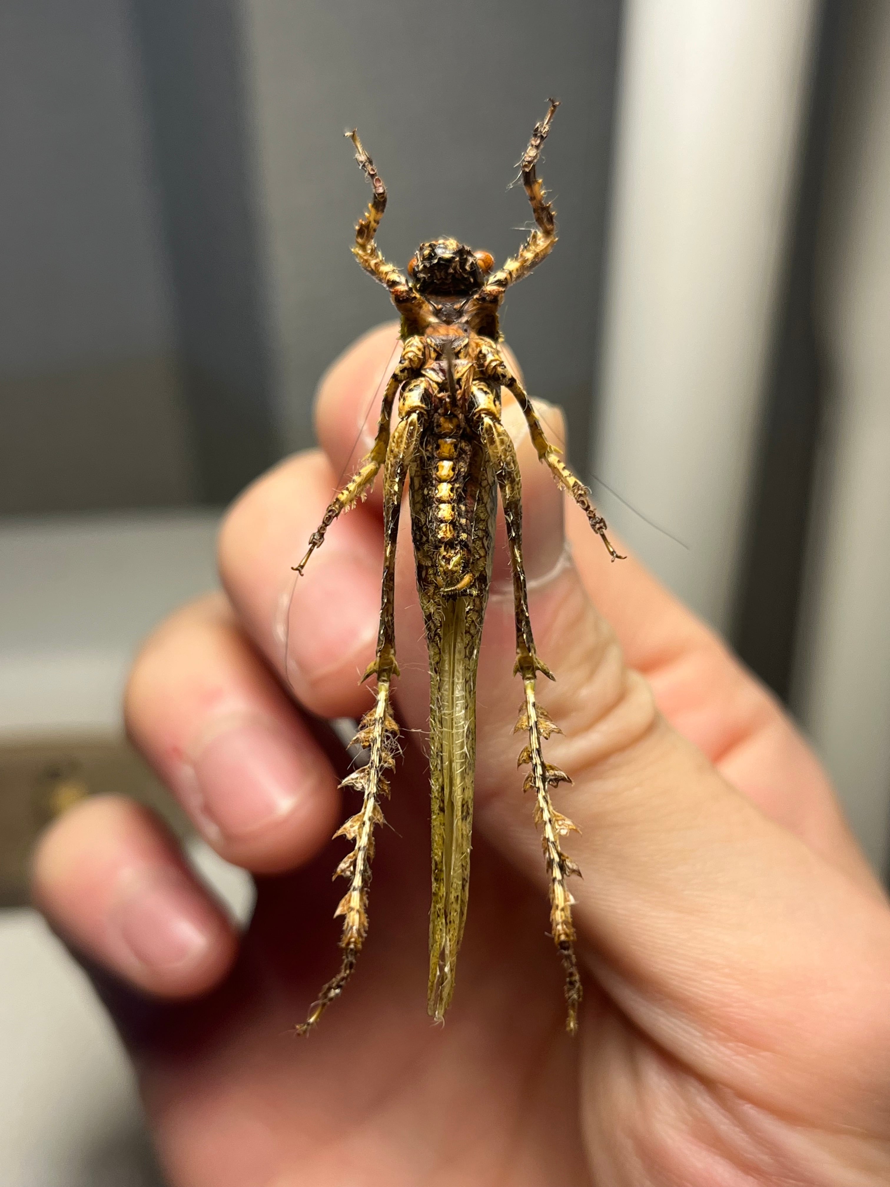 54mm】サルオガセギスに酷似のOrthoptera sp.キリギリス バッタ