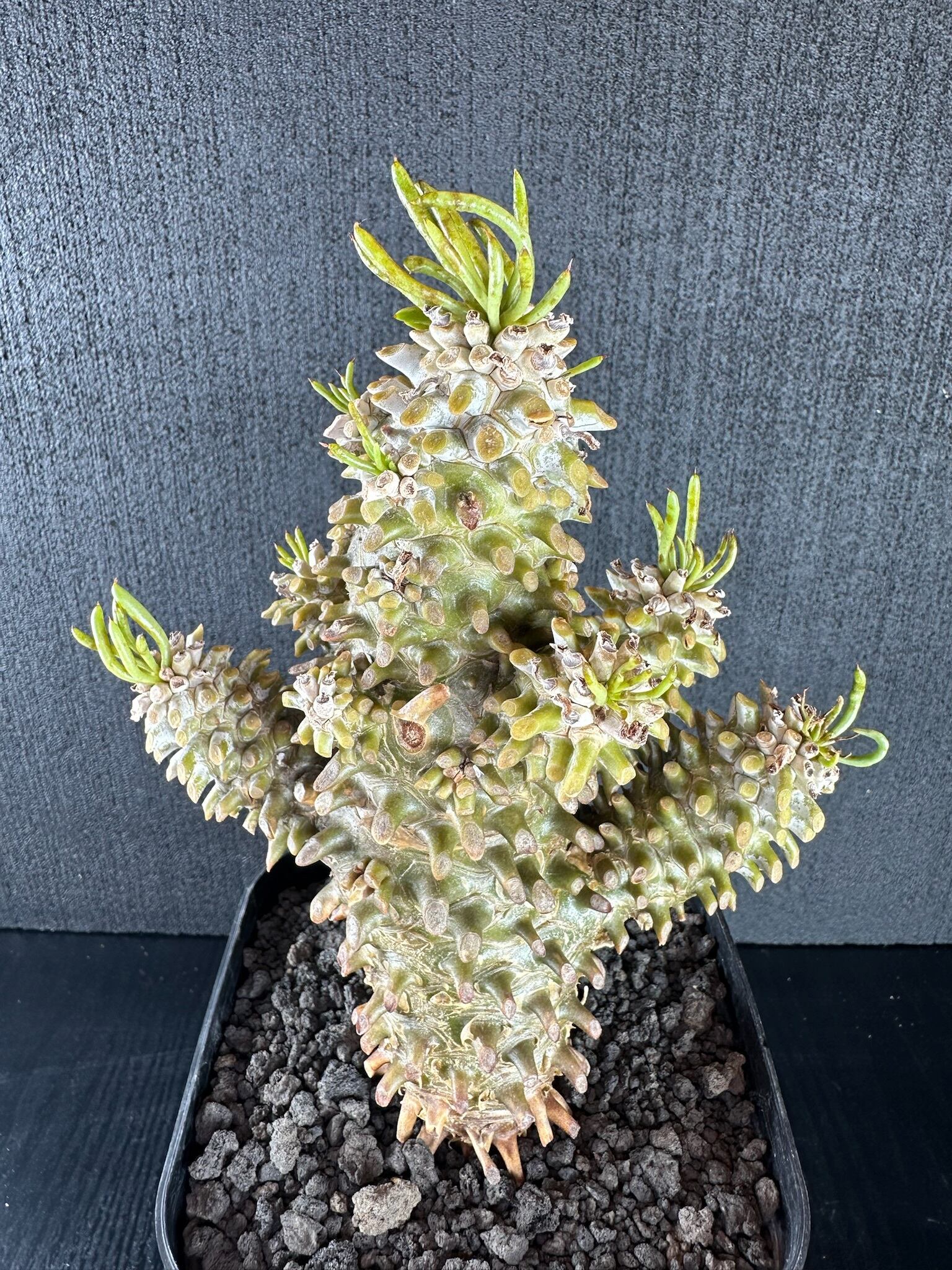 502 チレコドン ワリチー/Tylecodon Wallichi | T Plants Labo