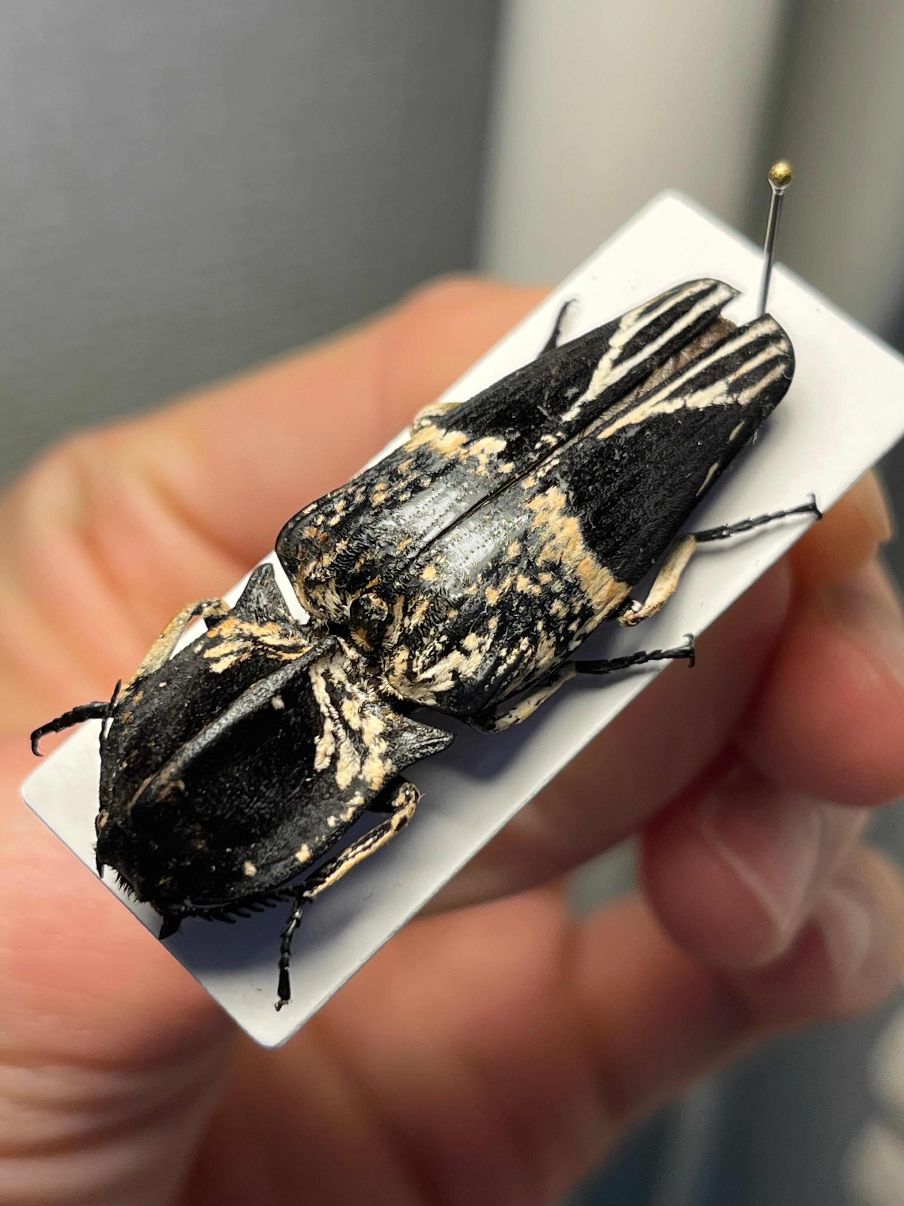 【極BIG】Lycus sp.コメツキムシ 45mmコガネムシゾウムシタマムシ 極BIG】Lycus sp.コメツキムシ 45mmコガネムシゾウムシタマムシ