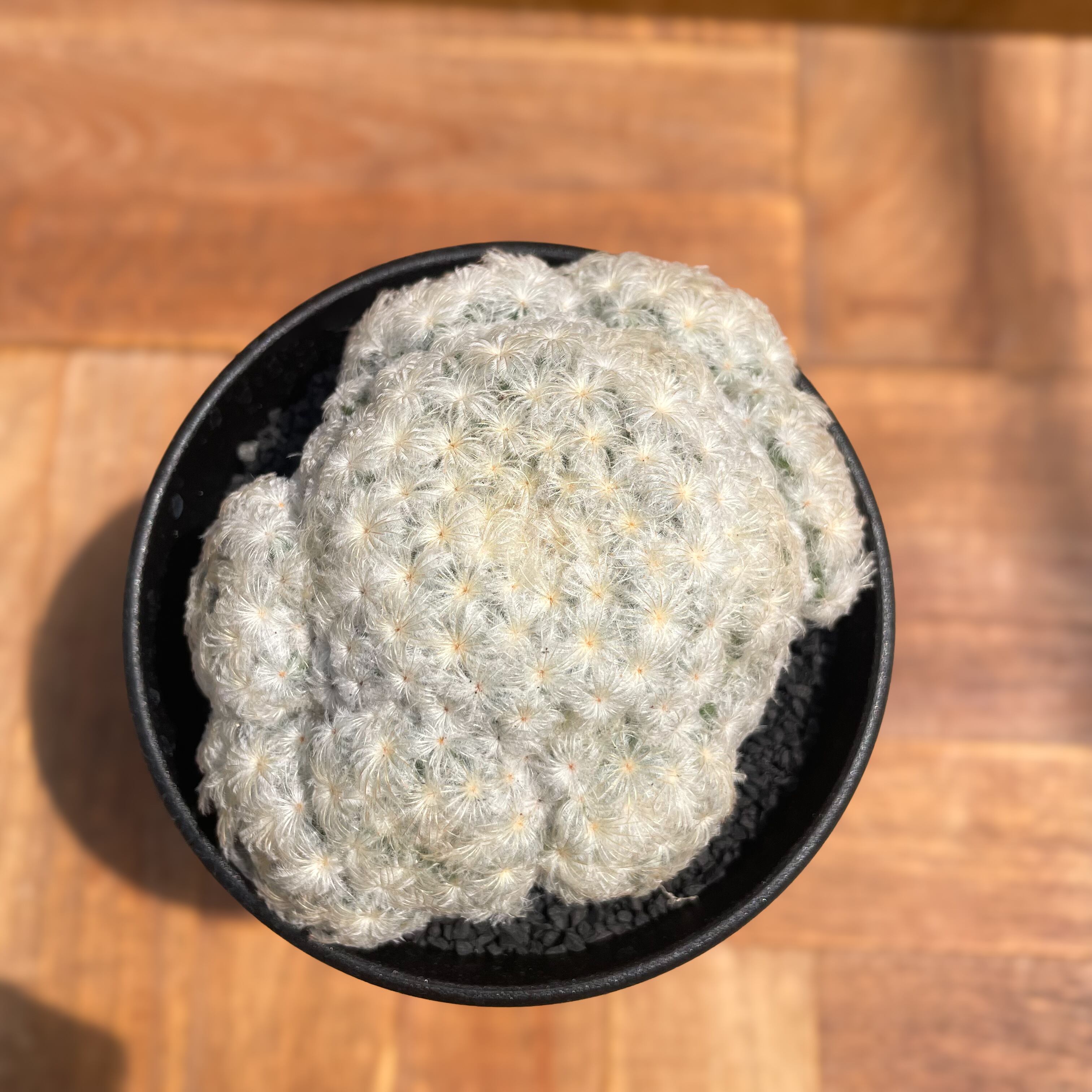 Mammillaria plumosa 【マミラリア・大型白星】 | RIMO'S GREEN