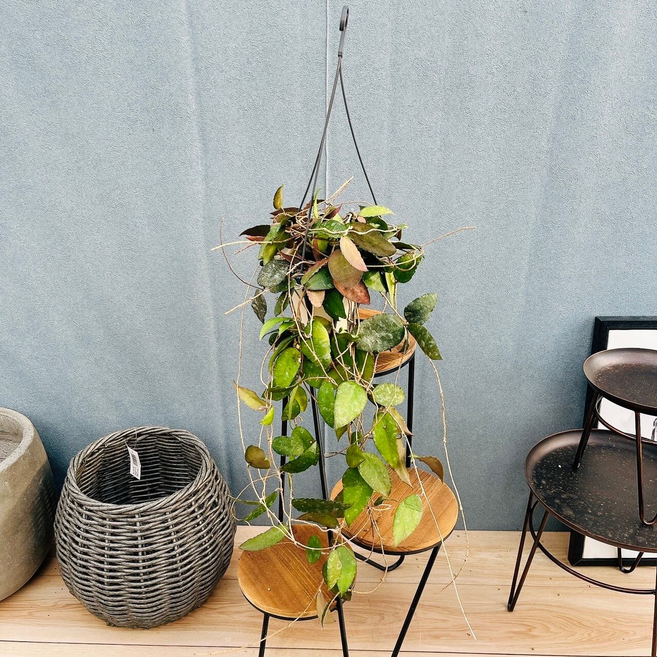 現品］S ビカクシダ コウモリラン 板付 観葉植物 室内 おしゃれ 吊り