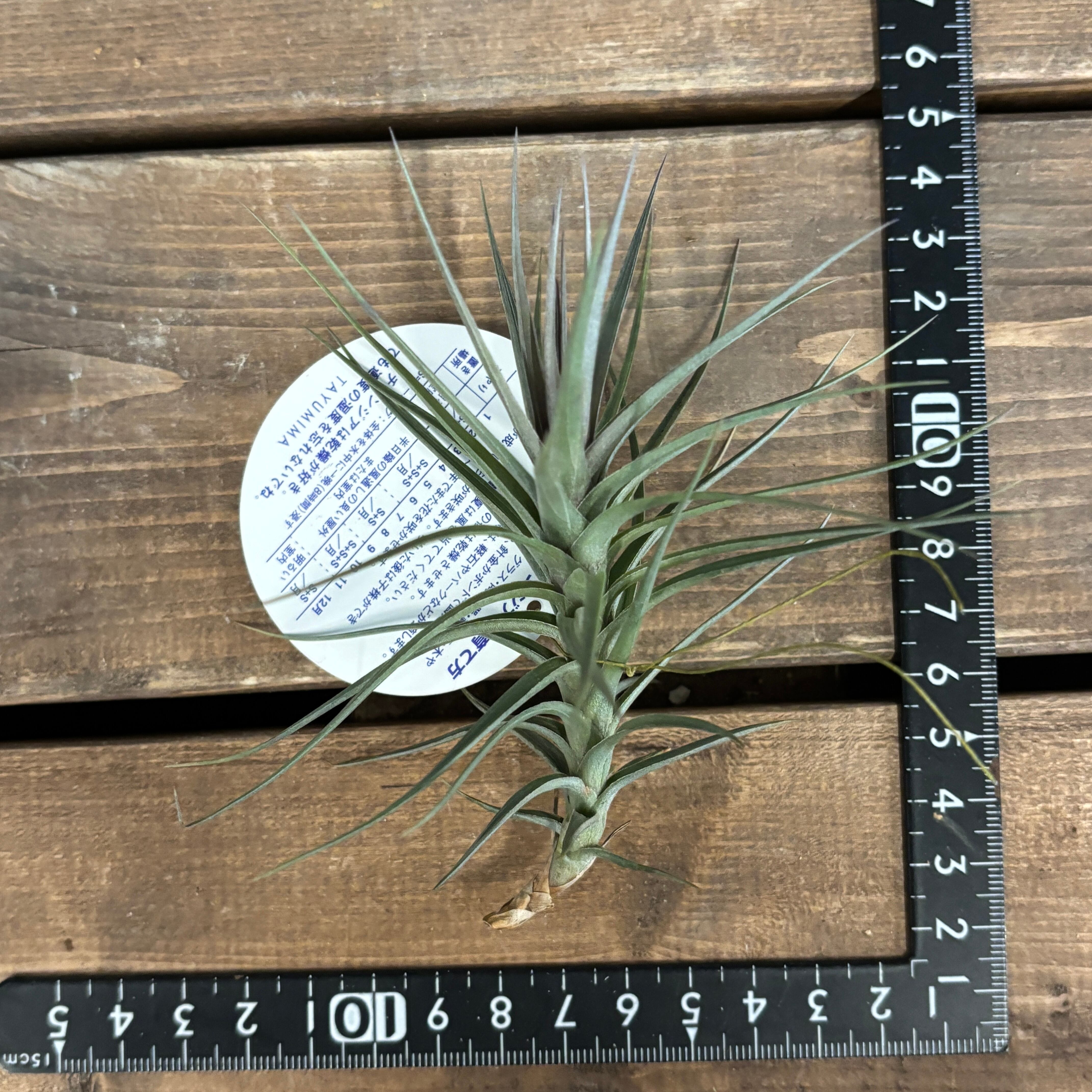 チランジア アラウジェイ パープルスター【300】 | PROTOLEAF プロトリーフ