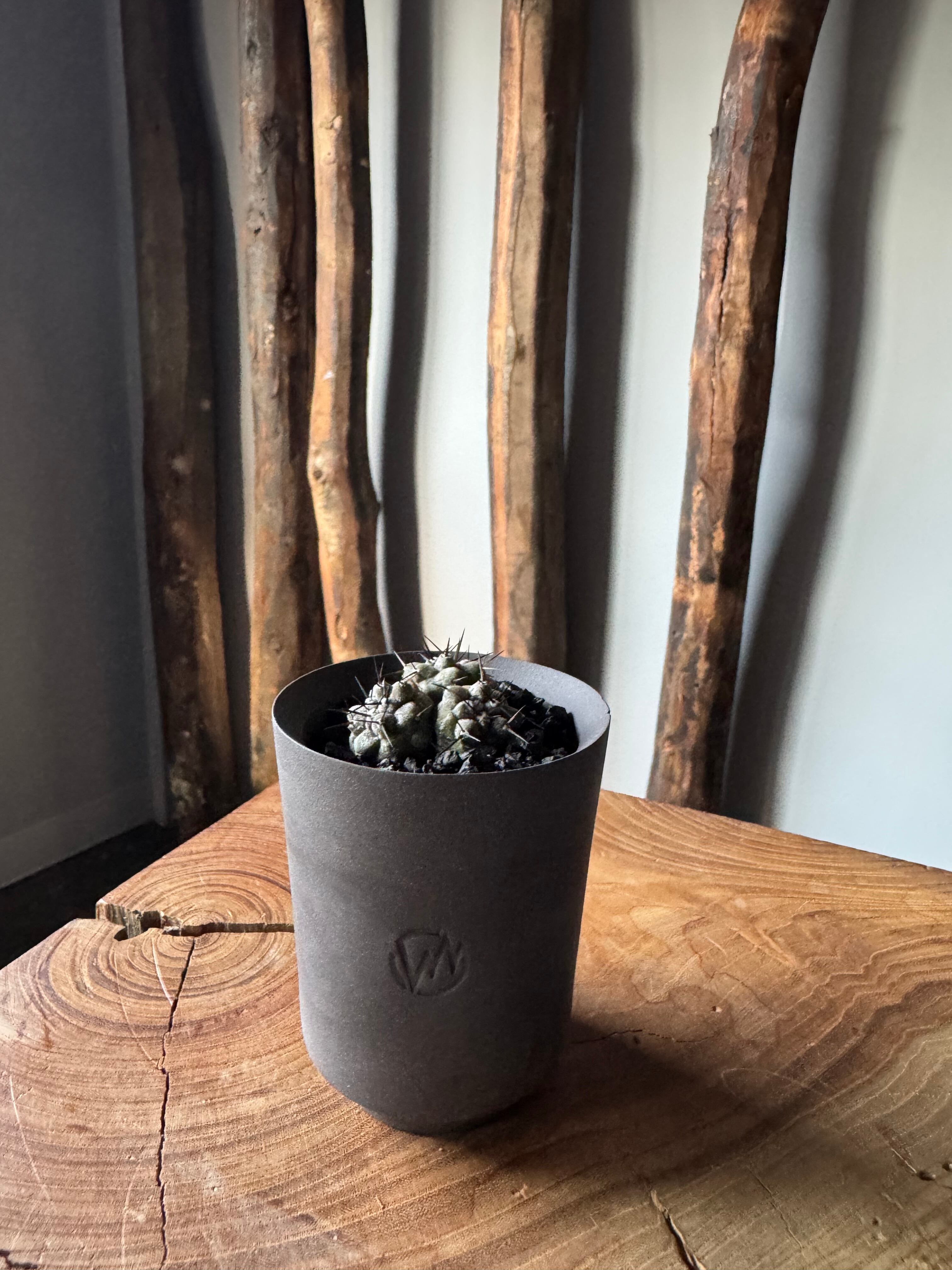 新作】Copiapoa cinerea × VALIEM GHOST【俺の黒王丸 トリプルヘッド