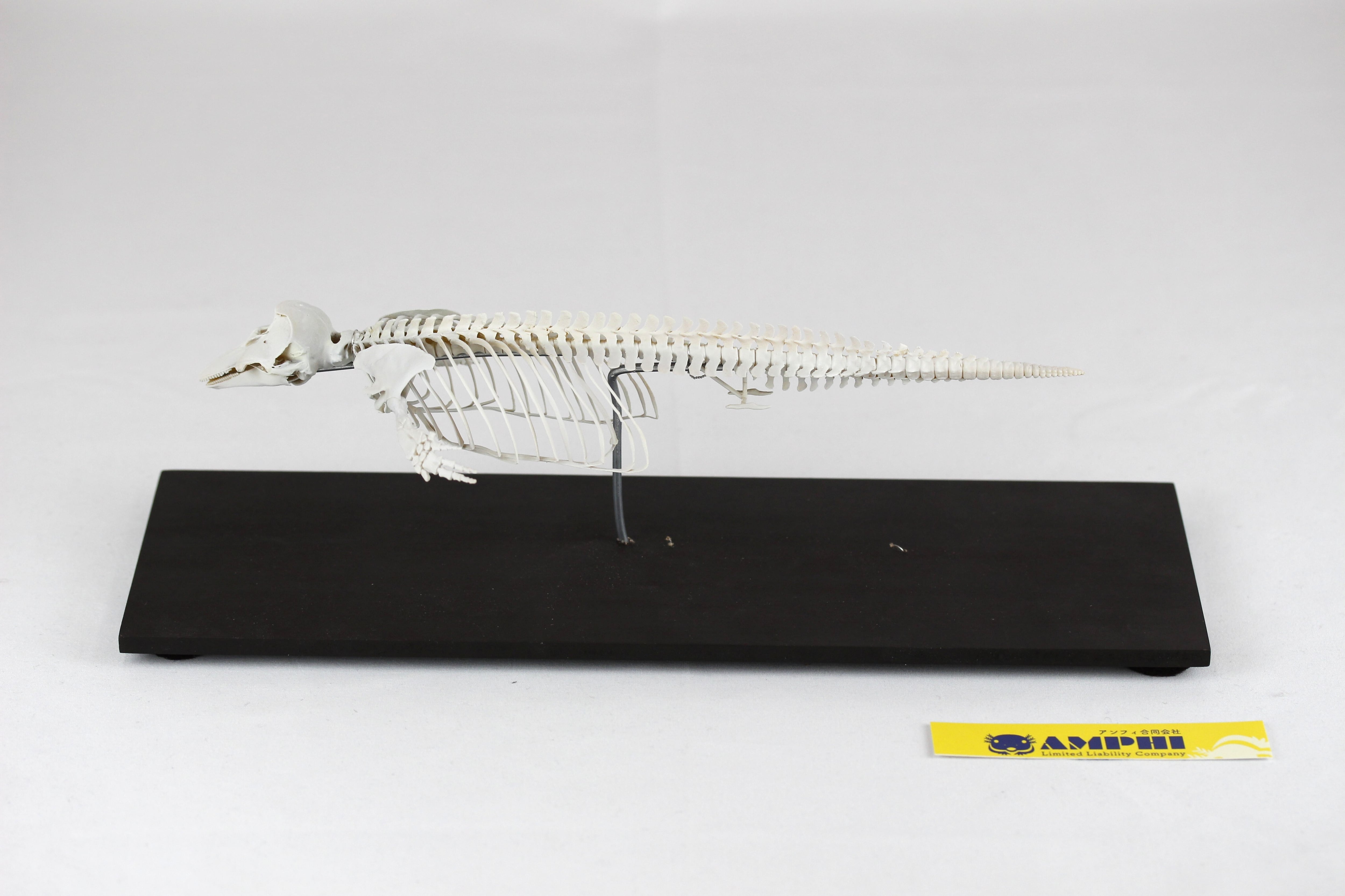 スナメリ 縮小全身骨格レプリカ finless porpoise, miniature whole