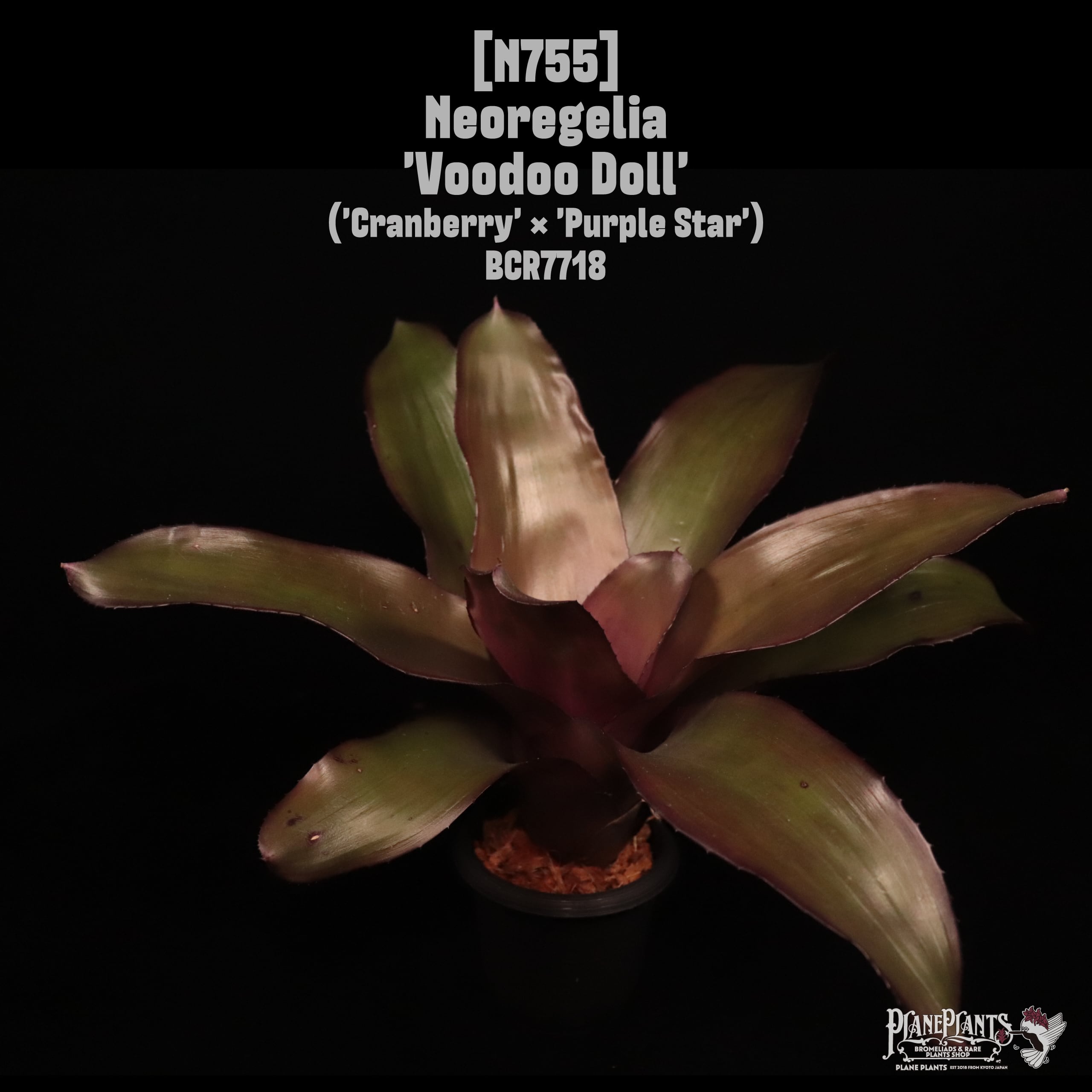 Neoregelia 'Voodoo Doll'〔ネオレゲリア〕N755