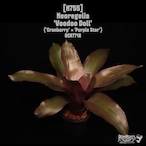 Neoregelia 'Voodoo Doll'〔ネオレゲリア〕N755