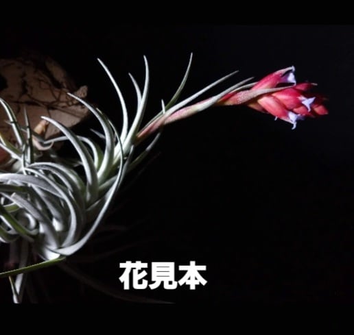 Tillandsia 'Mystery' T'S TROPICALS 実生 | vespergarden