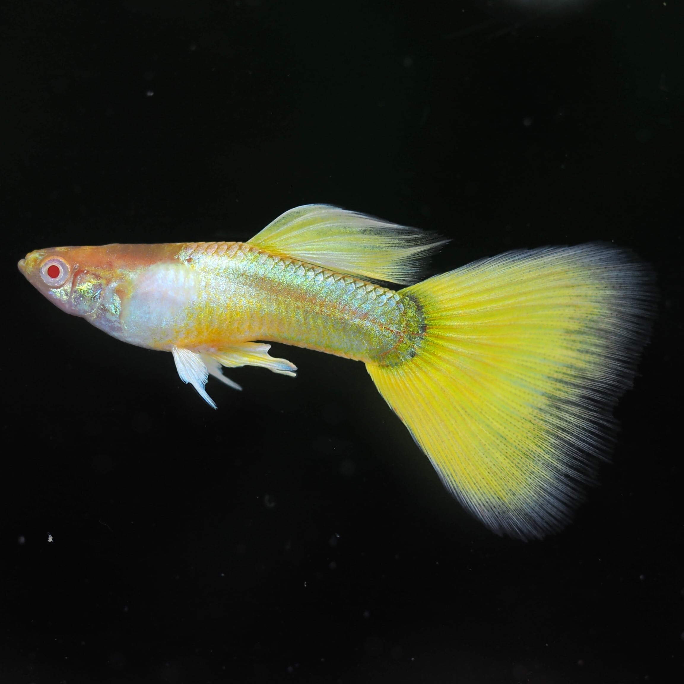 GUPPY | 伊豆グッピーファーム