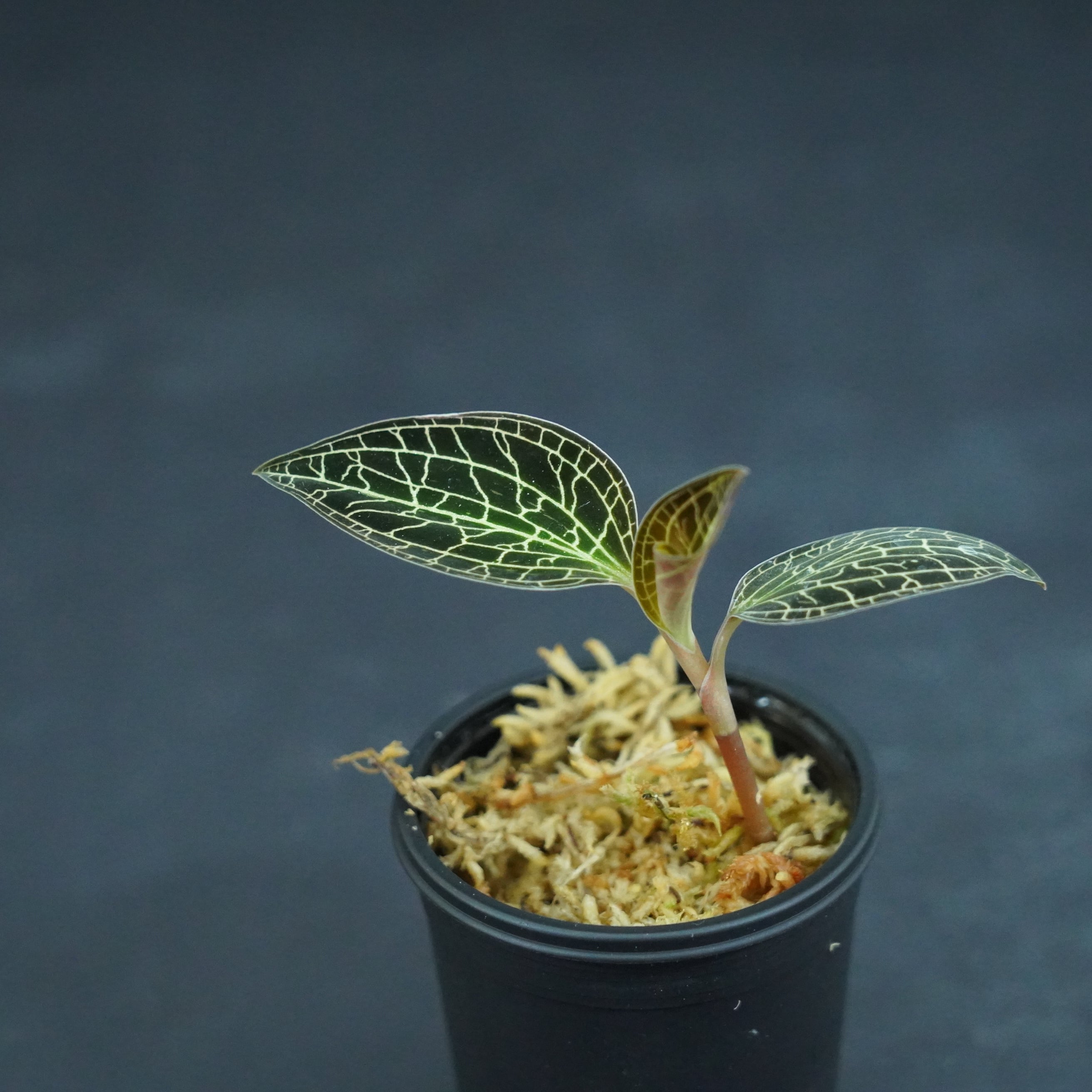 ◇現品◇アネクトニア（緑）【ジュエルオーキッド宝石蘭／石崎バイオ