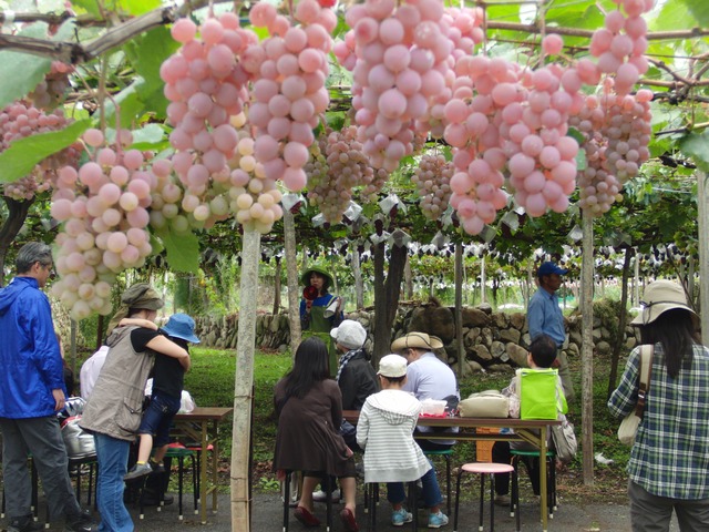 【3回目以降】クラフトワイン<ハーフボトル12本>※9/27(土)収穫体験&試食・ワイナリー見学&試飲・送料込