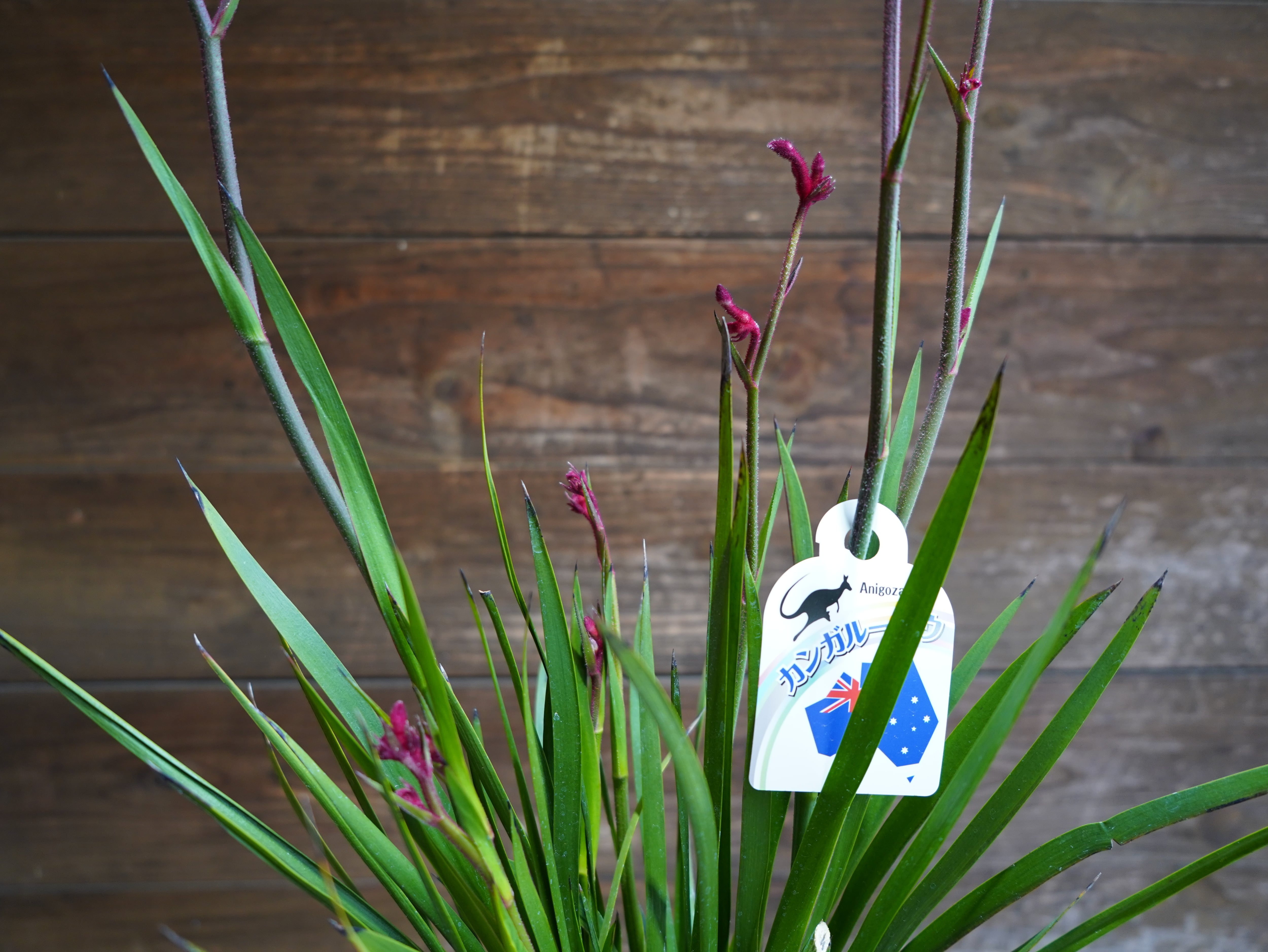 【現物】カンガルーポー（レッド）