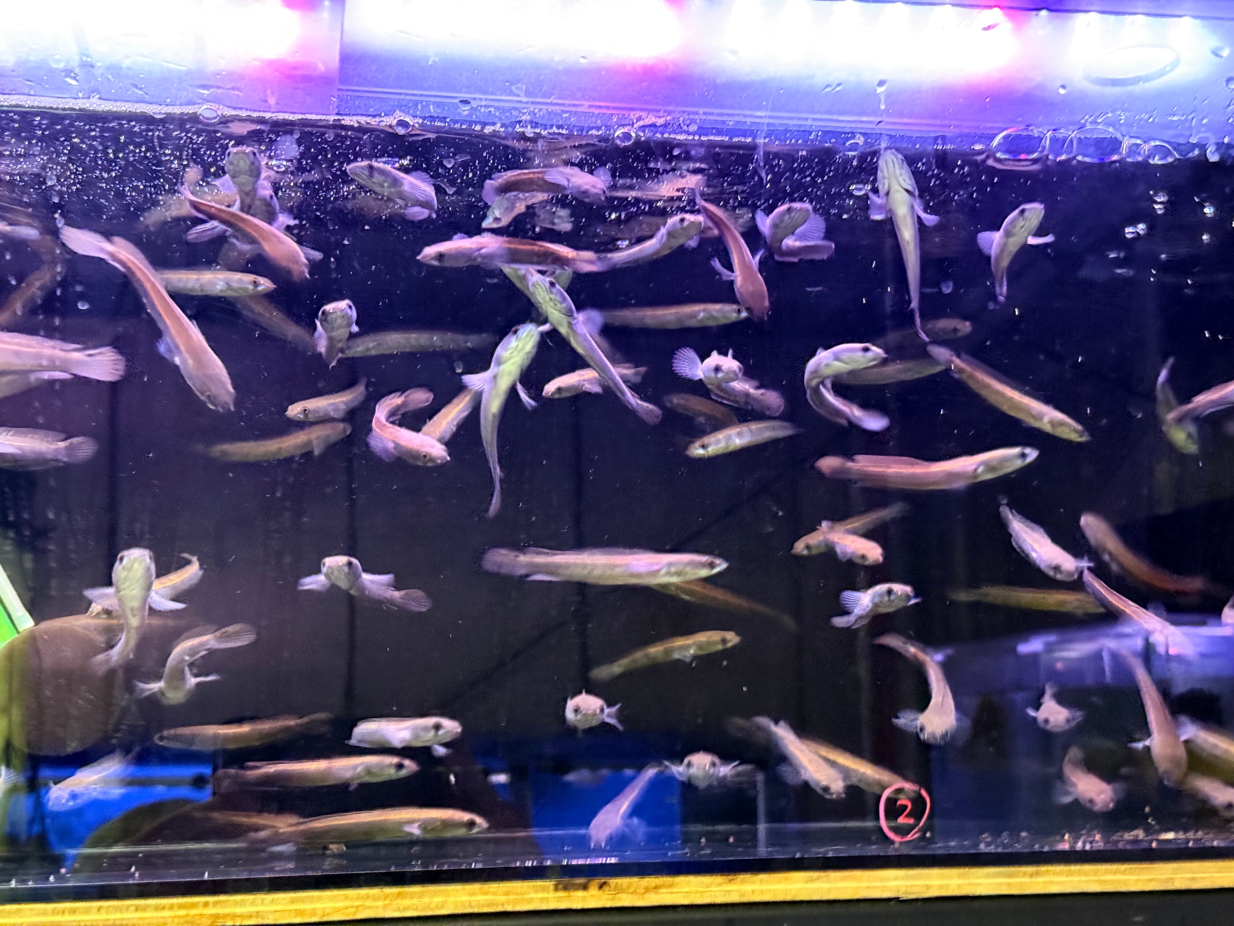 スネークヘッド | アクアショップ ビリーケン オンラインストア