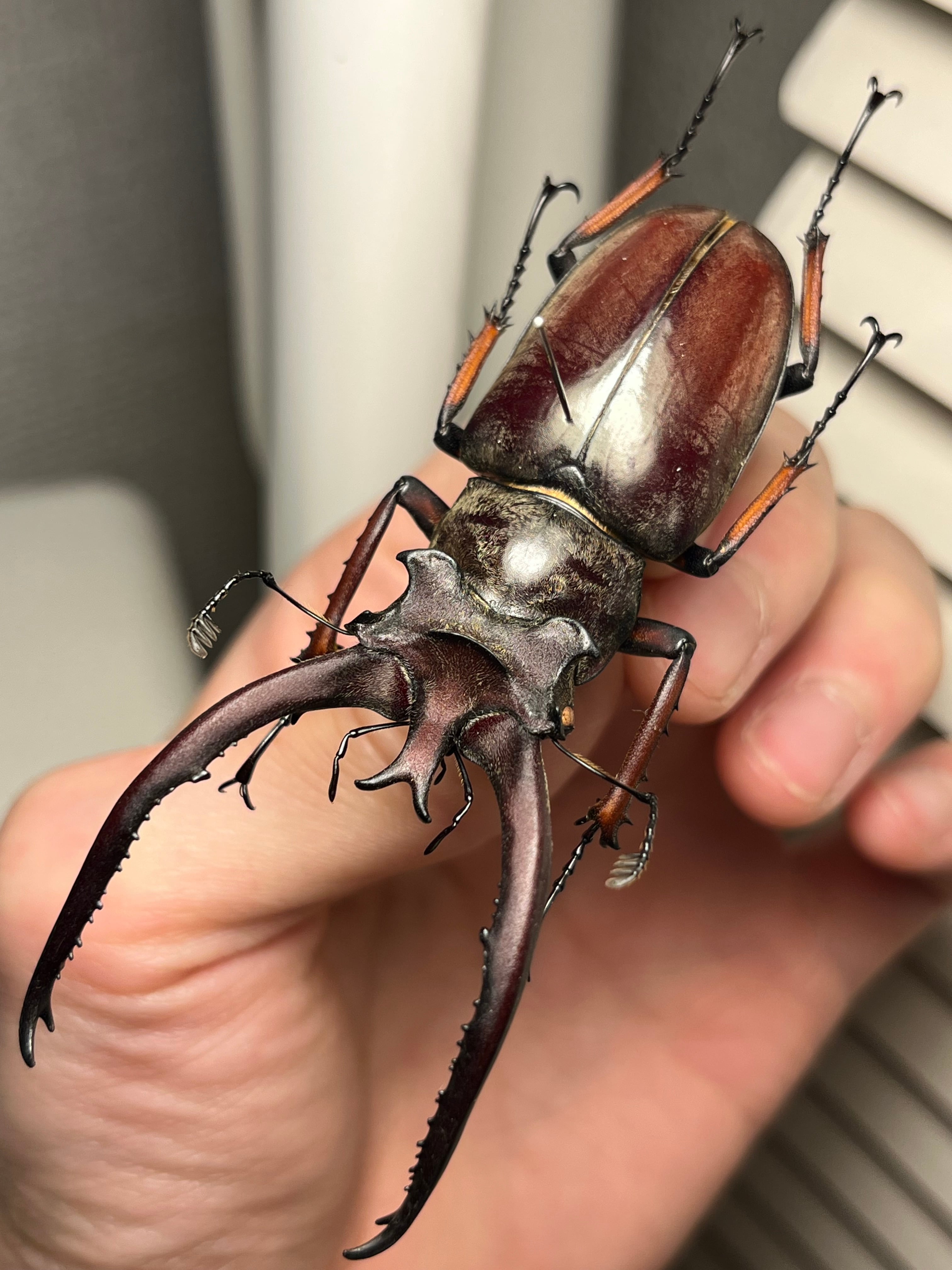 81mm】プラネットミヤマクワガタ 標本 アクベシアヌスミヤマクワガタ