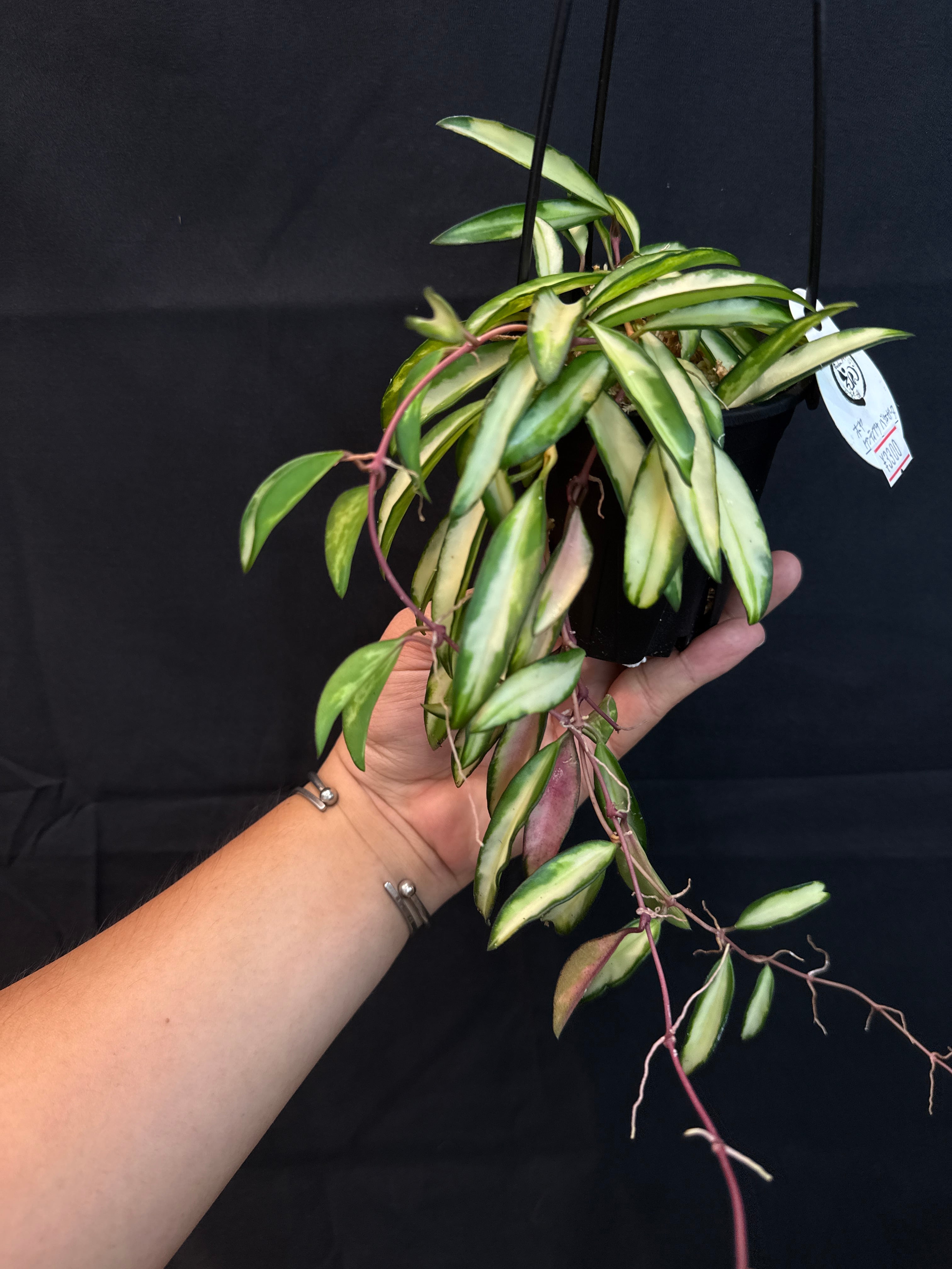 ① (Mucho) Begonia cucullata pink variegated / ベゴニア ククラータ