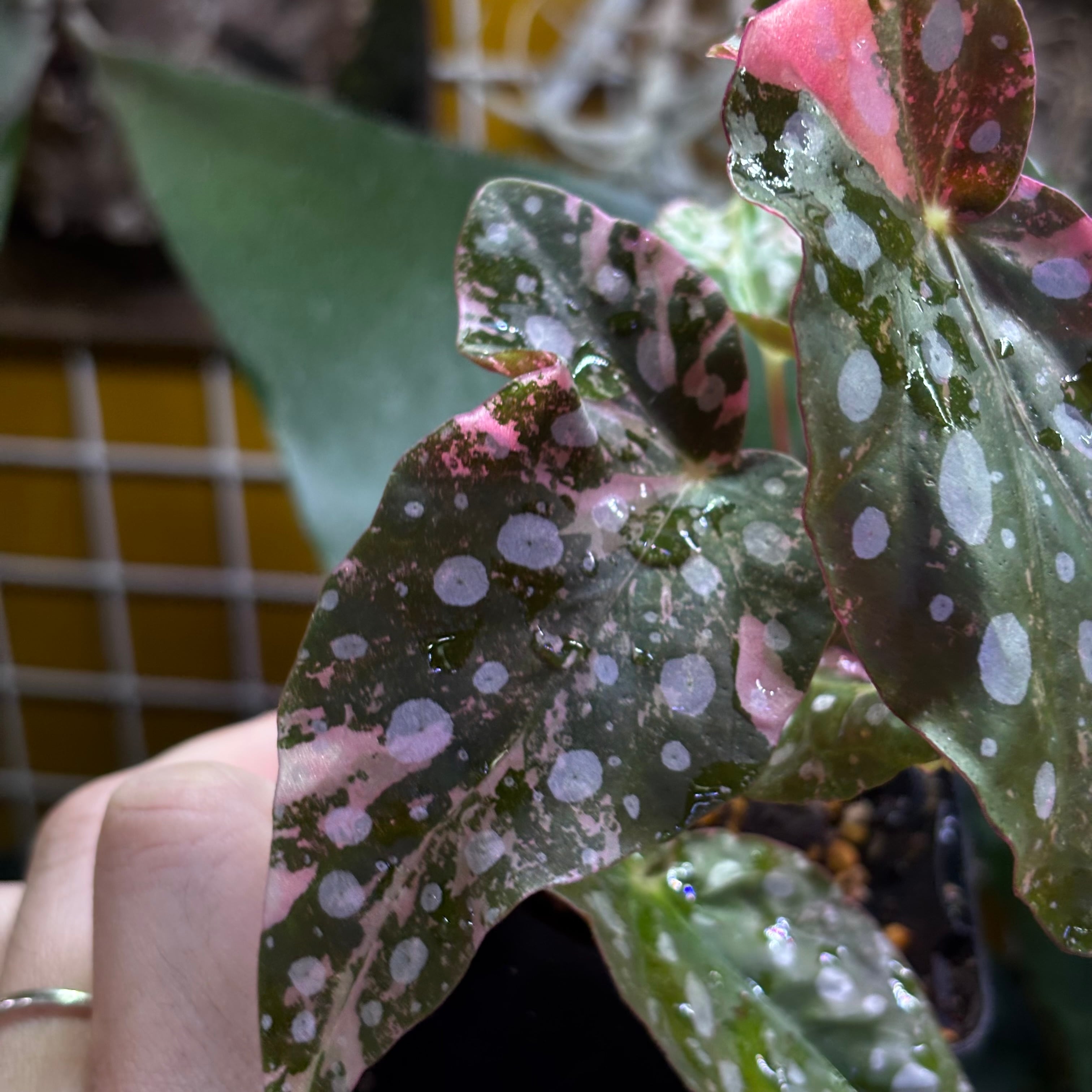 Begonia maculata 'Pink Variegated' | 熱帯雨林植物専門店 トイ吉園芸