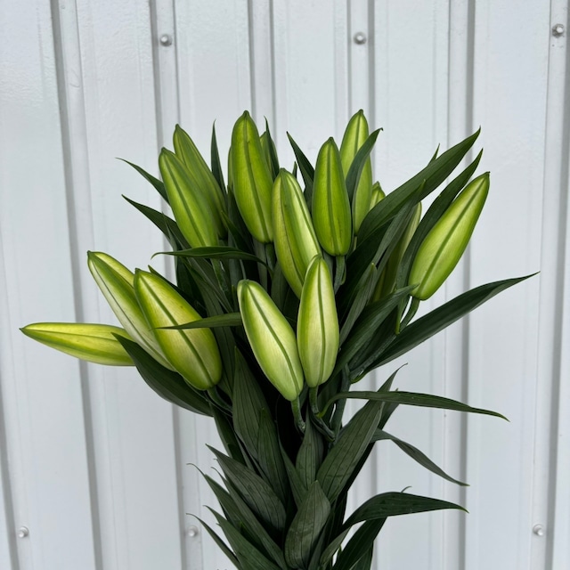 【ユリのお宝商品　9/29-10/3出荷】　OHユリ　白　カステラーニ　5本　