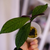 Syzygium jiewhoei｜シジギウム ジエホエイ②｜希少フトモモ科植物