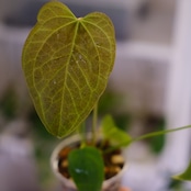 Anthurium Queen of Heart / アンスリウム クイーン オブ ハート⑳ / 観葉植物<育て方・花言葉>