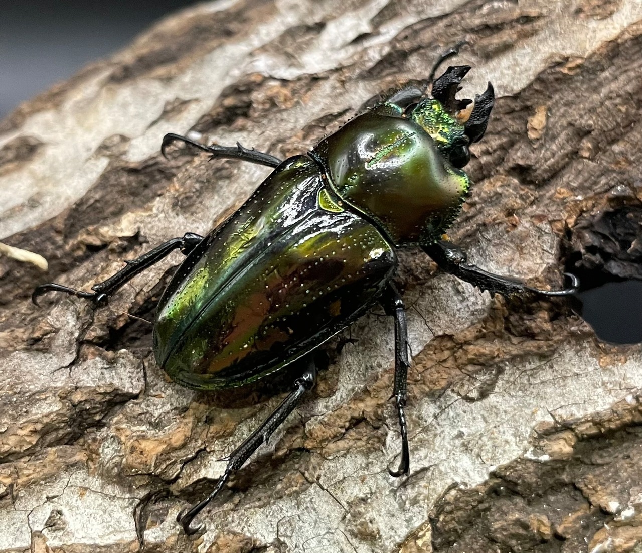 《ニジイロクワガタ Free ♂♀♀トリオ》