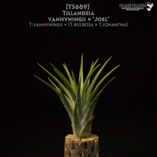 【送料無料】vanhyningii x 'Joel' 〔エアプランツ〕現品発送T3689