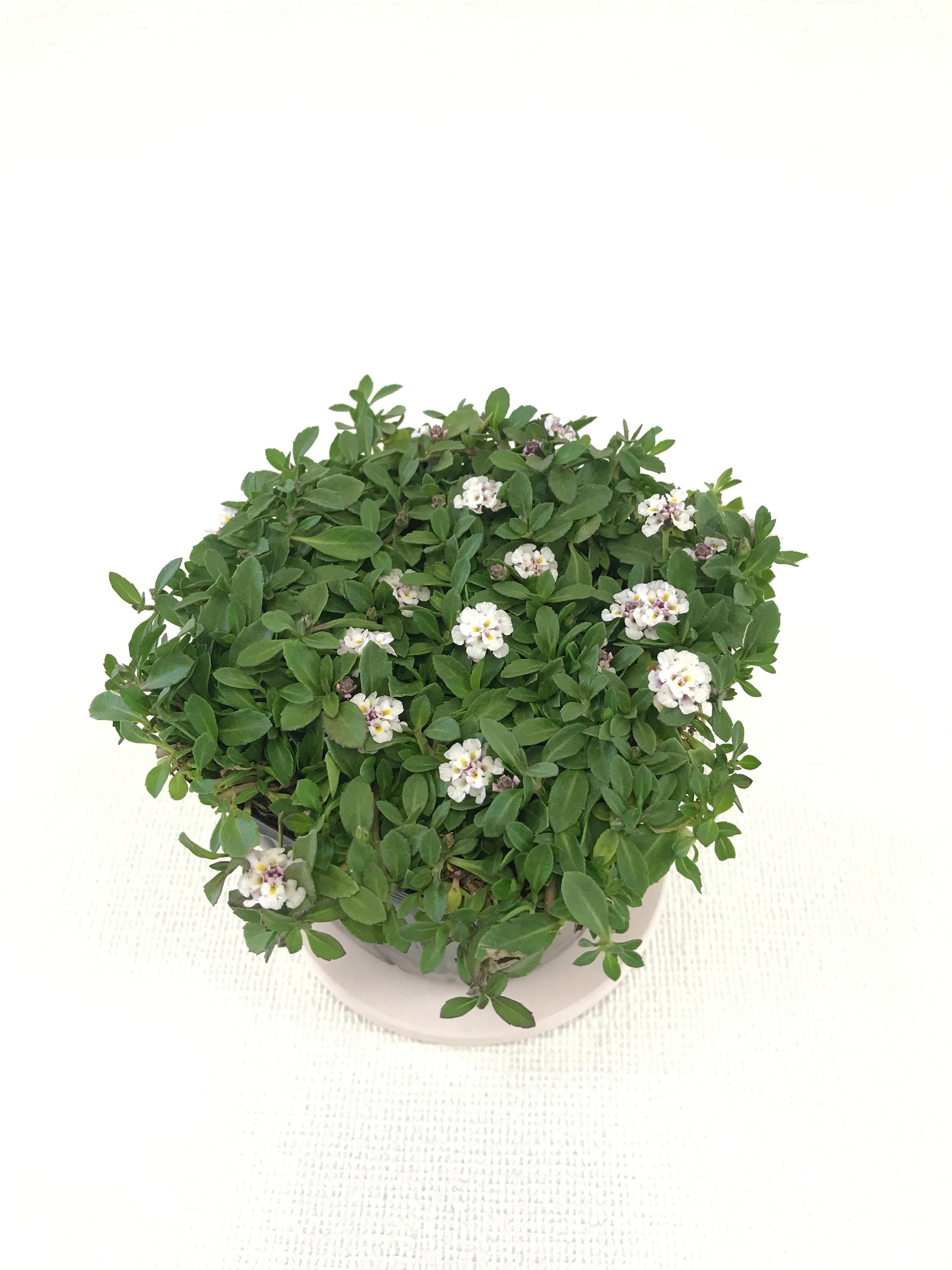 植栽シートライト 幅1m×長さ100m巻 100㎡ | トヤマ商事ONLINE