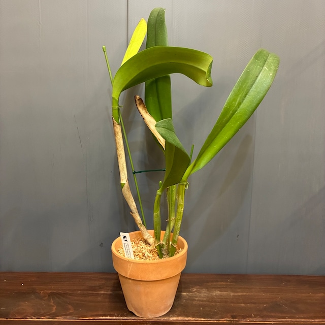 洋ラン　Rlc(Blc).Meditation 'Silver Sword'【312】
