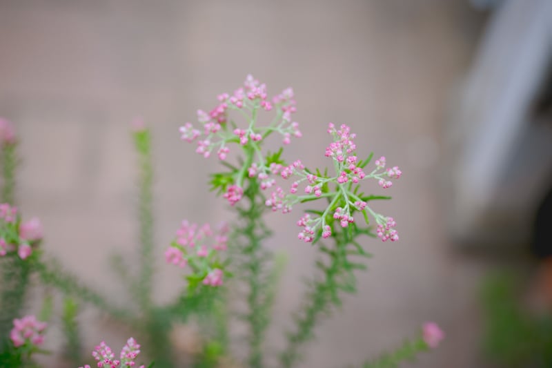 米粒の花○ライスフラワー○花咲きが進むとピンクから白へ変化 低木