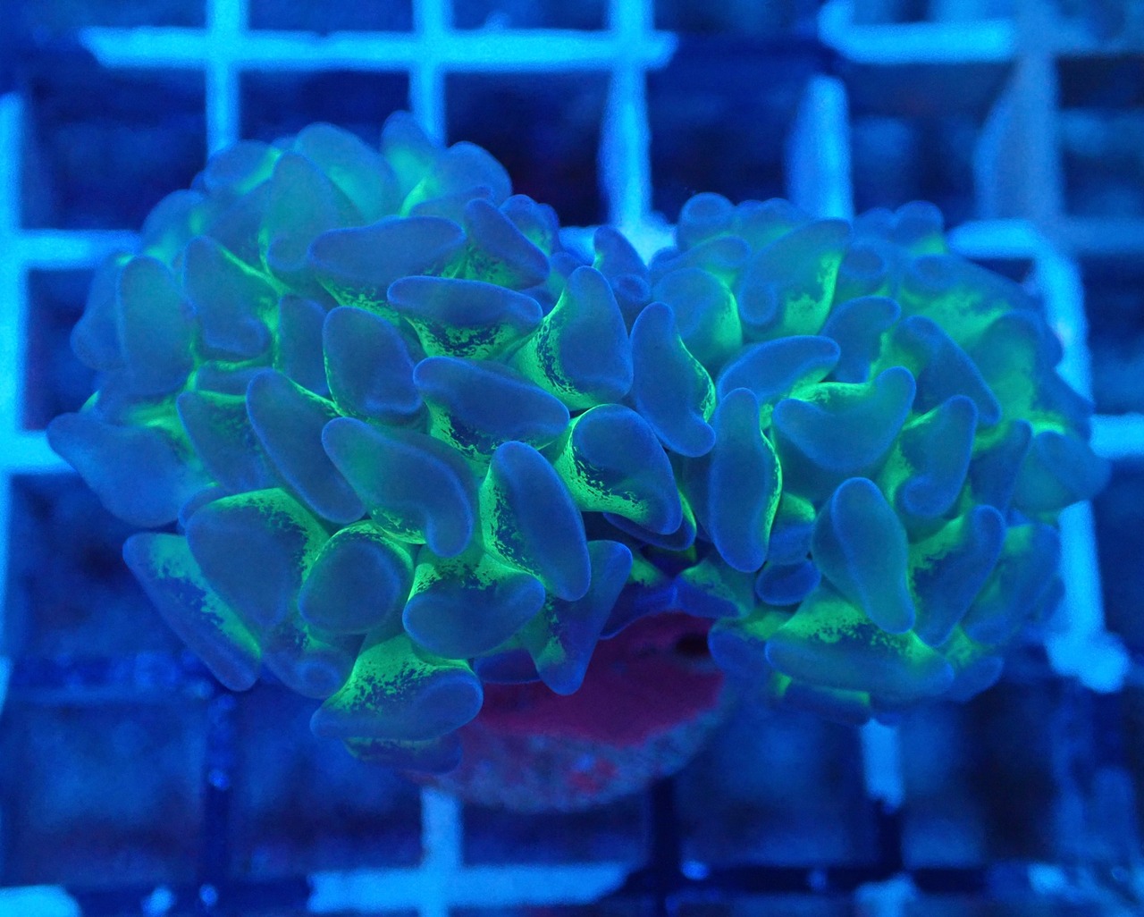 ParaAncora "Reverse" 2Head 3