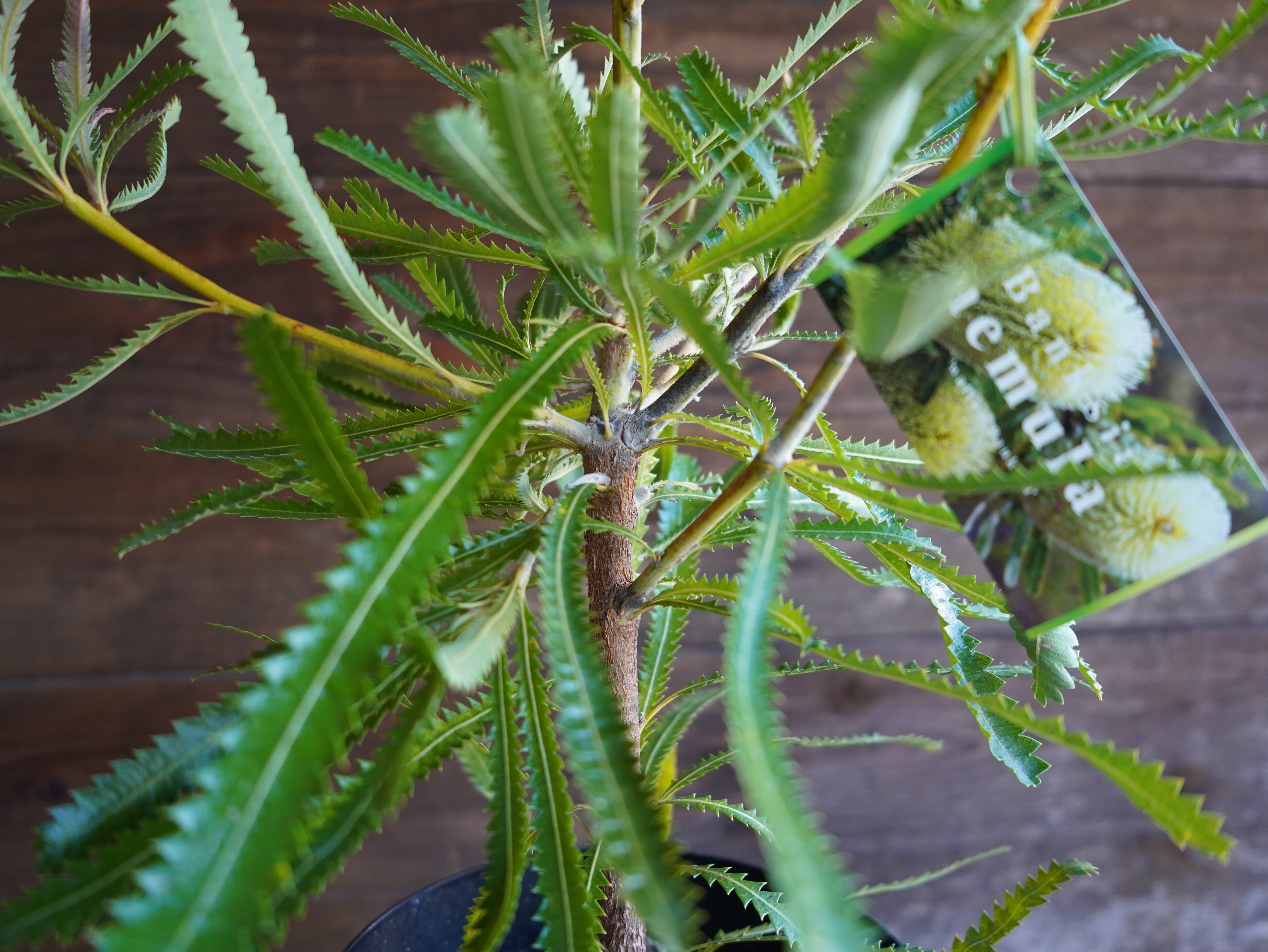 【現物】バンクシア　”アエムラ”　６号　A　