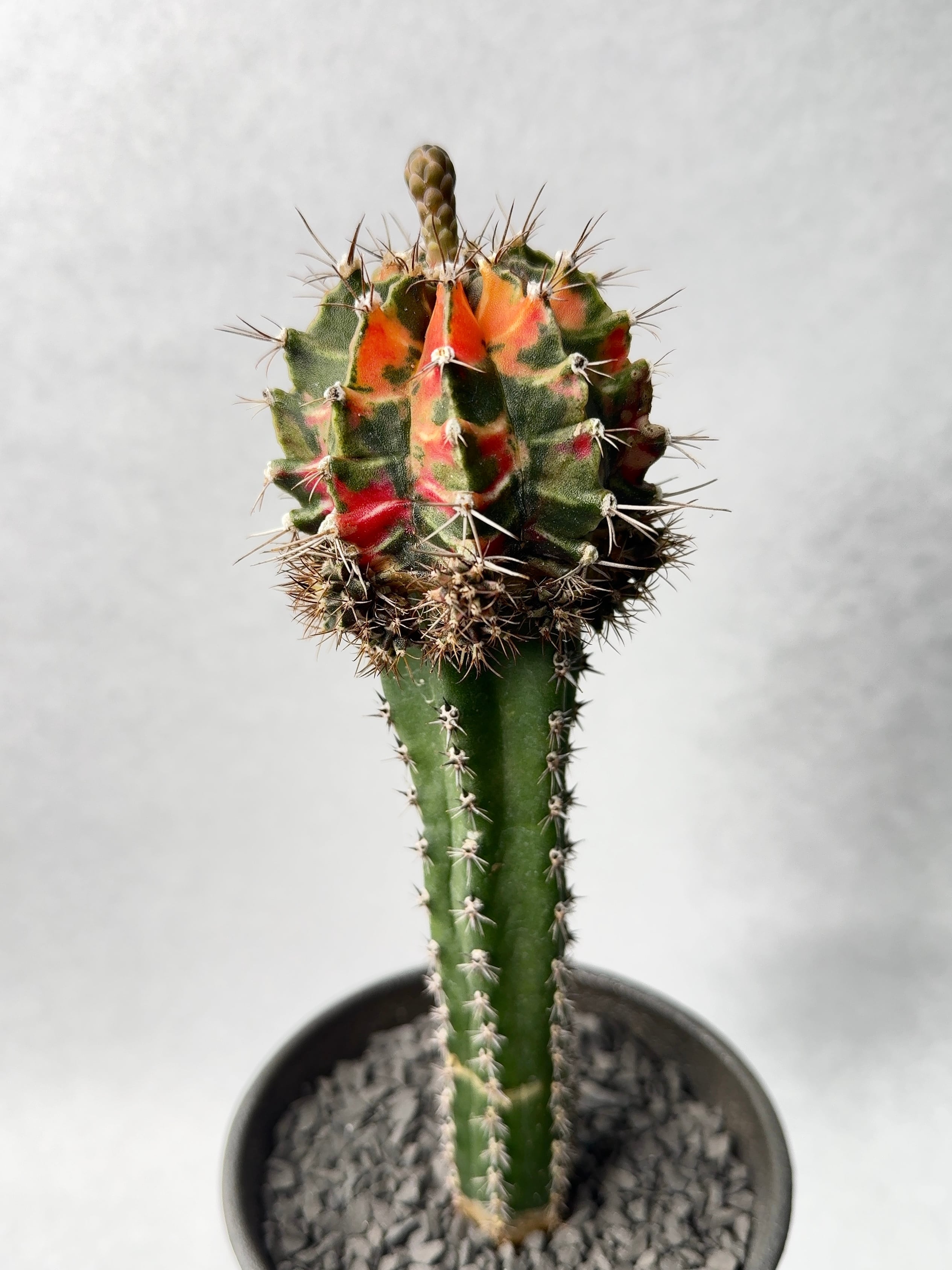 ギムノカリキウム 緋牡丹錦 × 中川智治 クレーターポット 鉢 ギムノカリキウム 緋牡丹錦 × 中川智治 クレーターポット 鉢