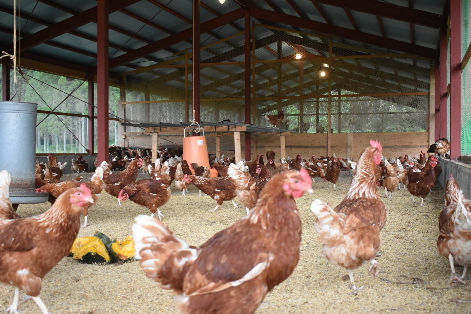 定期便／毎週 純国産鶏もみじ平飼いたまご24個 送料無料 | 蓮ヶ峯農場