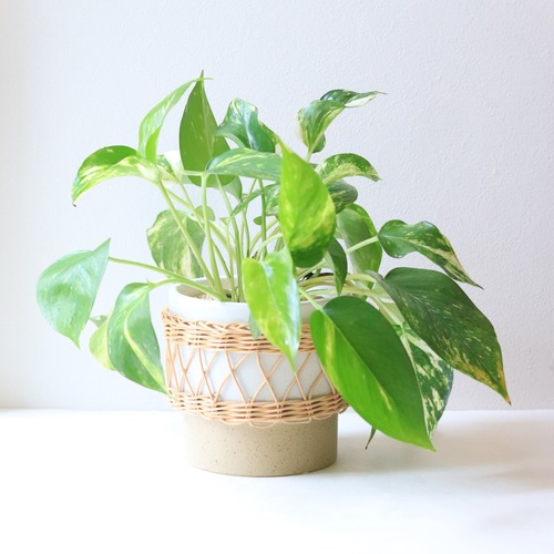 【グリーン】ポトス　ホワイトマーブル