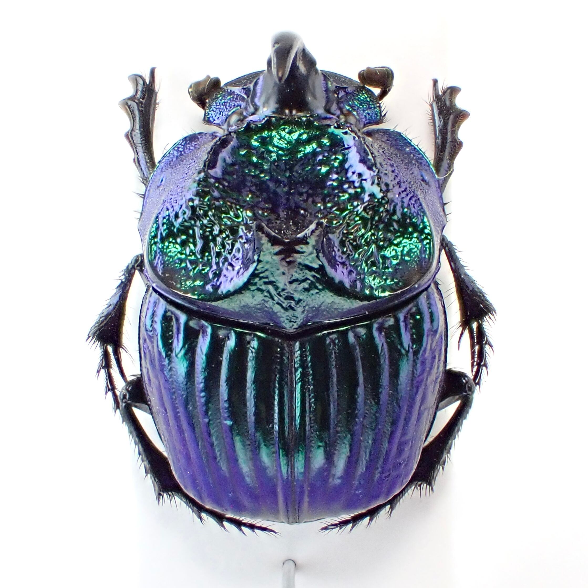 メキシコ産 Phanaeus furiosus ♂ 15mm 青緑 | 昆虫標本 Diggers & Rollers