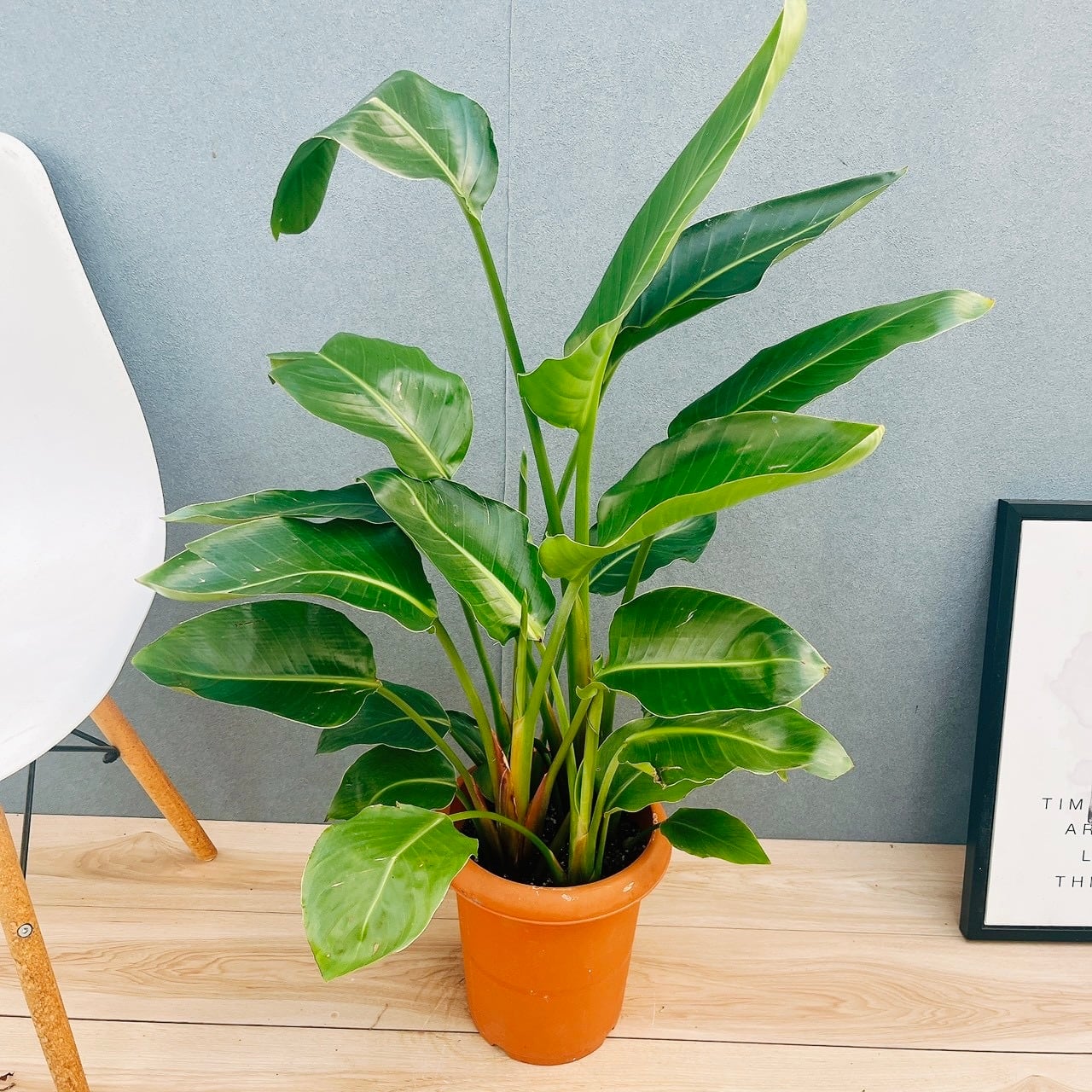 ［現品］【珍しい】96番　ブコニア　レクルバータ　バリエガータ　トックリラン 現品］【珍しい】96番 ブコニア レクルバータ バリエガータ