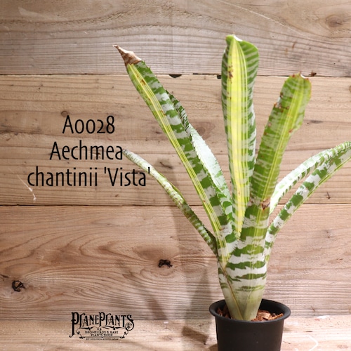 【送料無料】Aechmea chantinii 'Vista'〔エクメア〕現品発送A0028