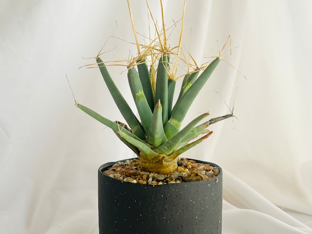 Leuchtenbergia principis　晃山　レウクテンベルギア・プリンシピス　サボテン