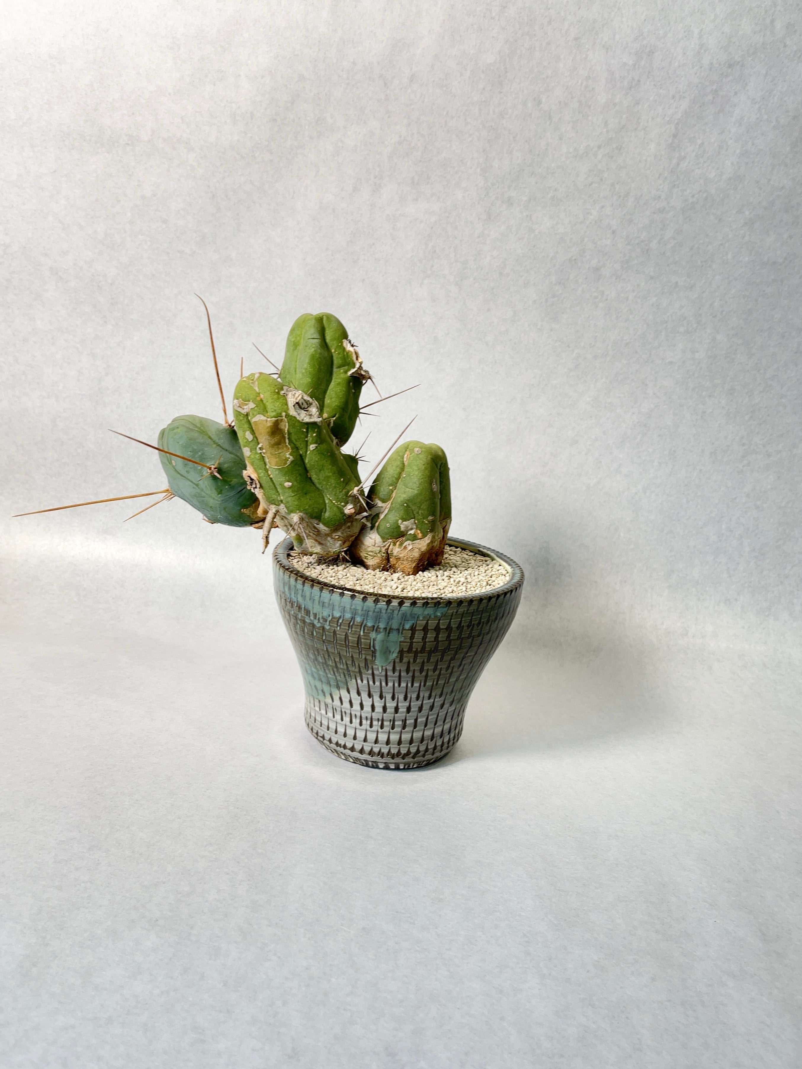 ❣️サボテン 成程柱 レア❣️ トリコセレウス・成程柱 | trigger