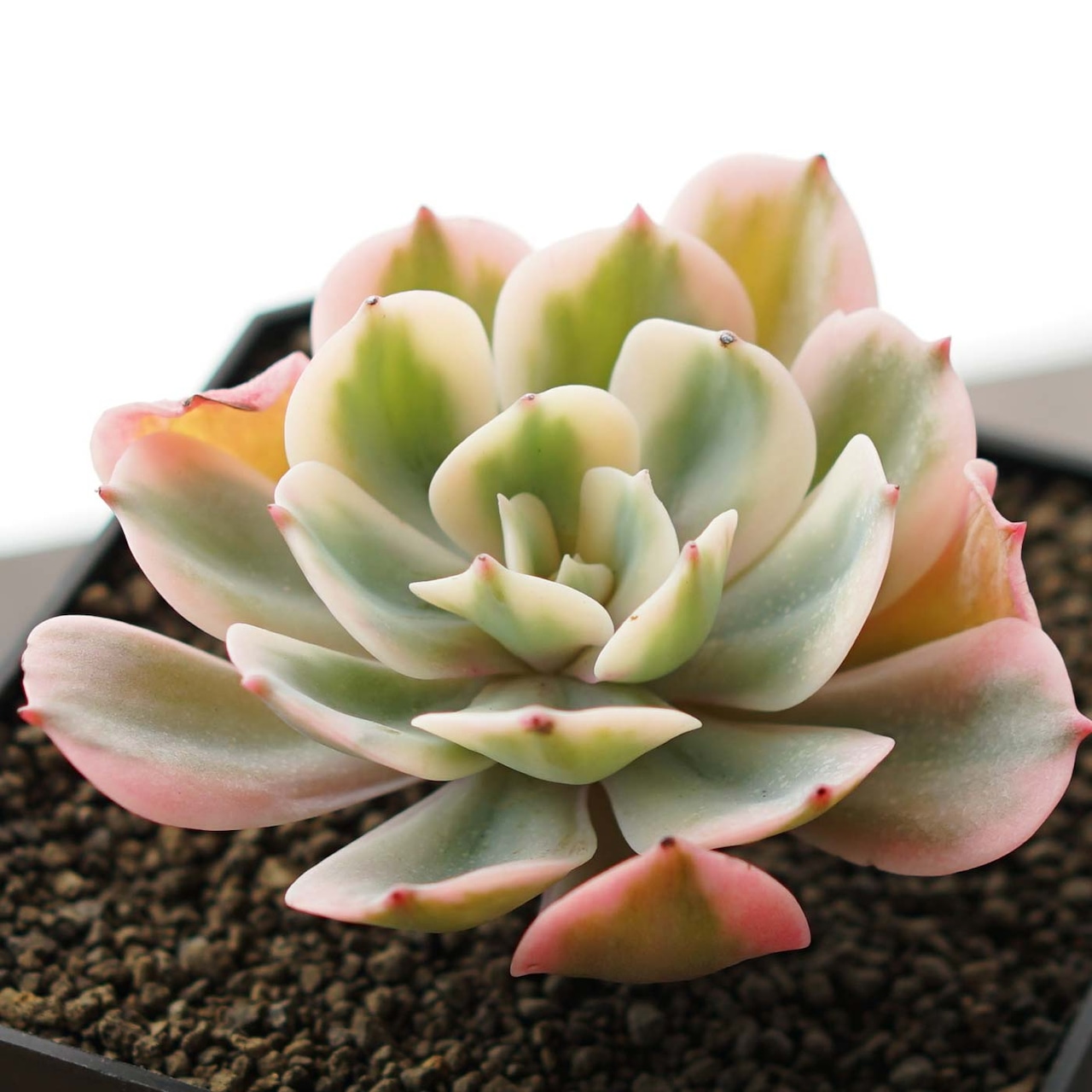 カット苗 インブリカータ錦 Echeveria 'Imbricata Variegated'