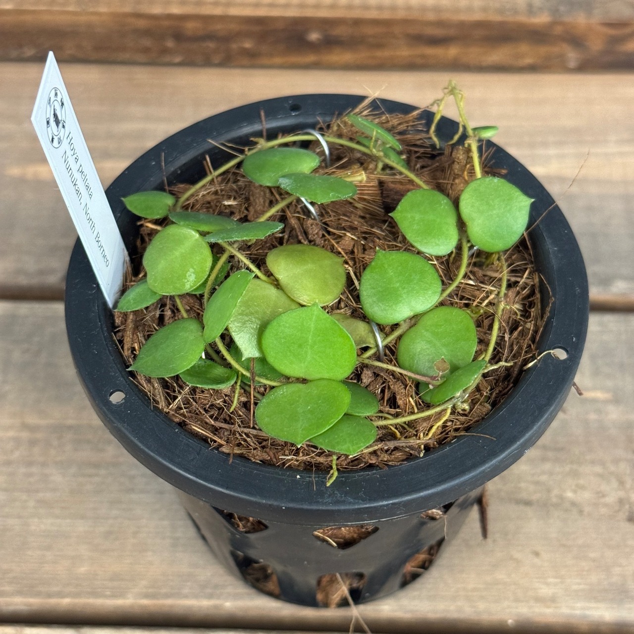 【伊藤蟻】Hoya peltata Nunukan, North Borneo【961】