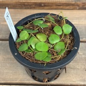 【伊藤蟻】Hoya peltata Nunukan, North Borneo【961】