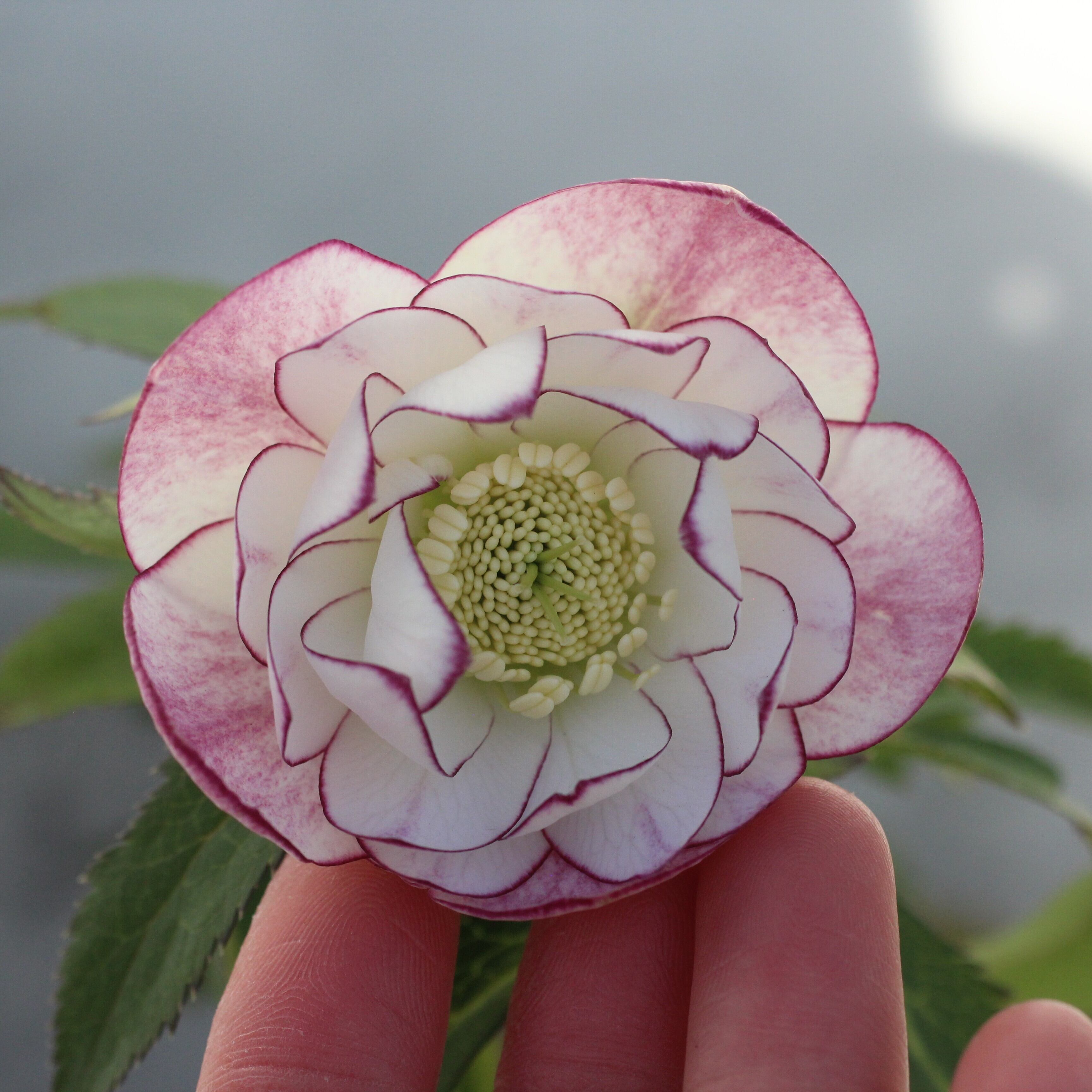 WS26-087 クリスマスローズ ウィンターシンフォニー クレオンピコティ