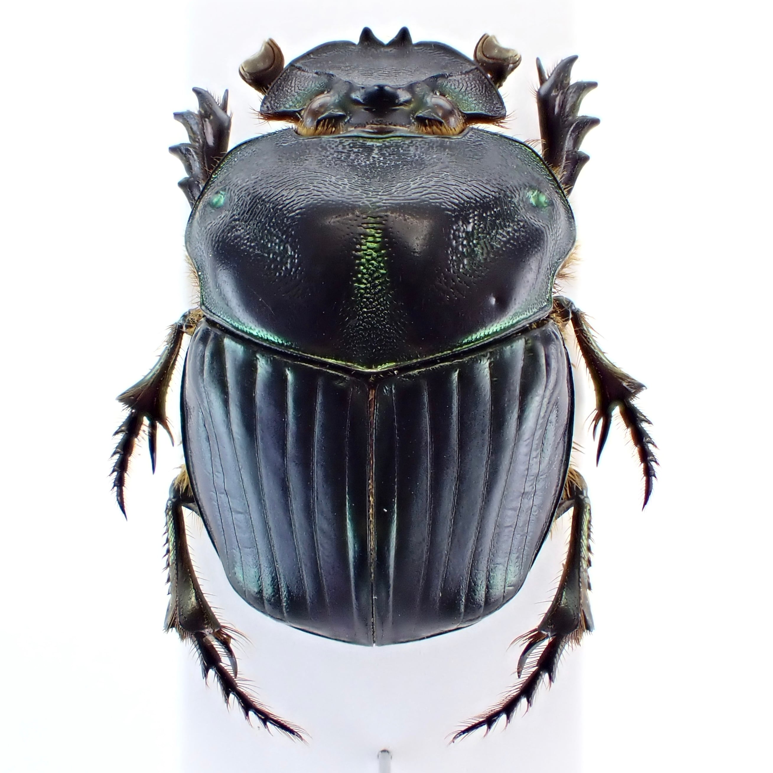 パラグアイ産 Coprophanaeus spitzi ♂♀ 22mm/24mm | 昆虫標本